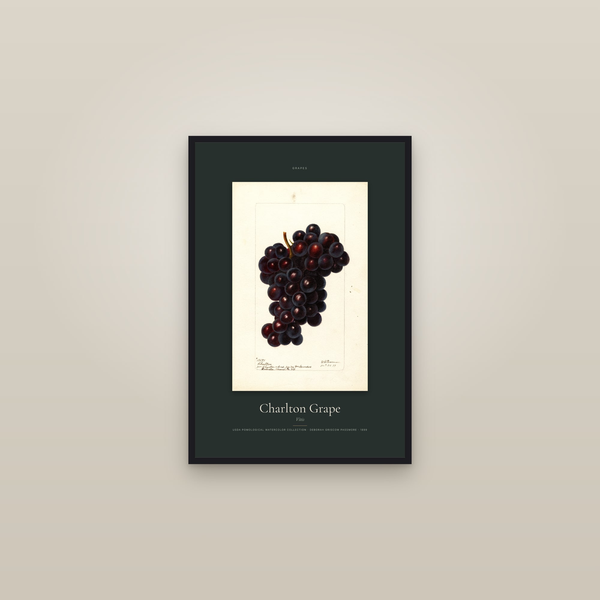Charlton Grape — Specimen — framed in a gallery setting