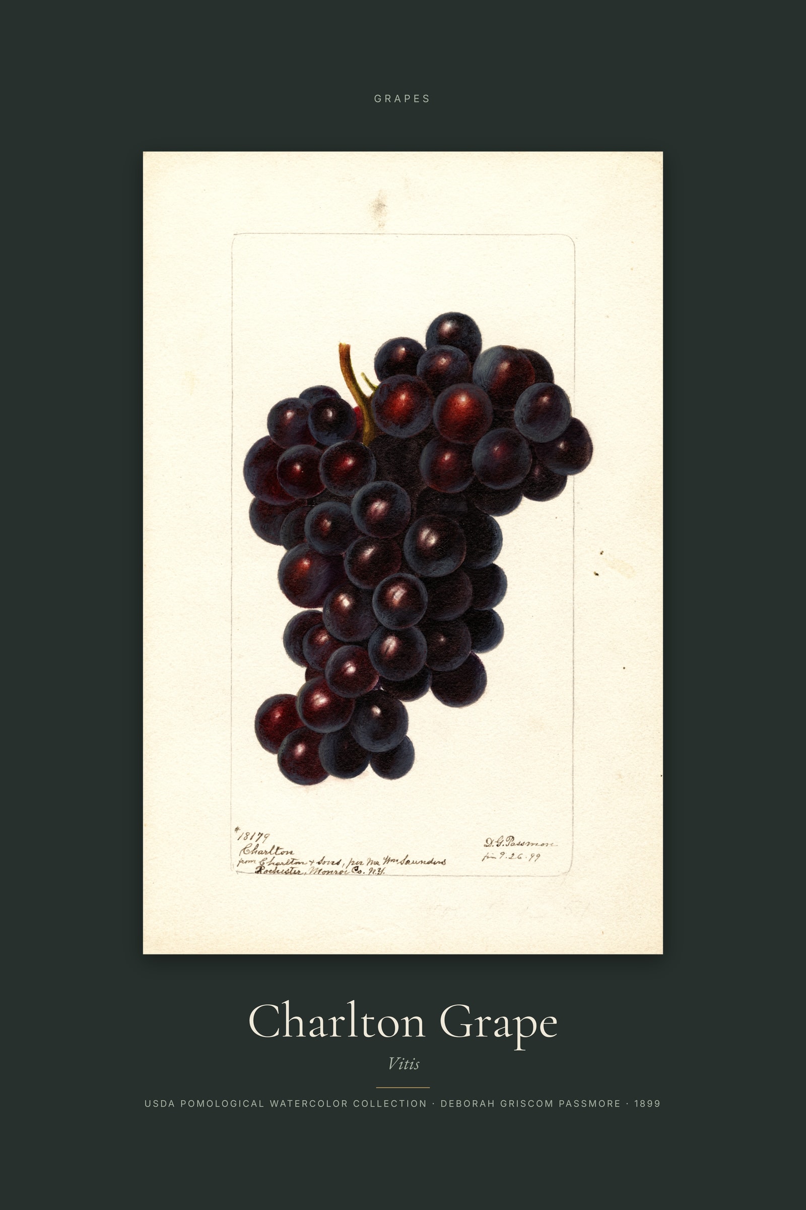 Charlton Grape — Specimen