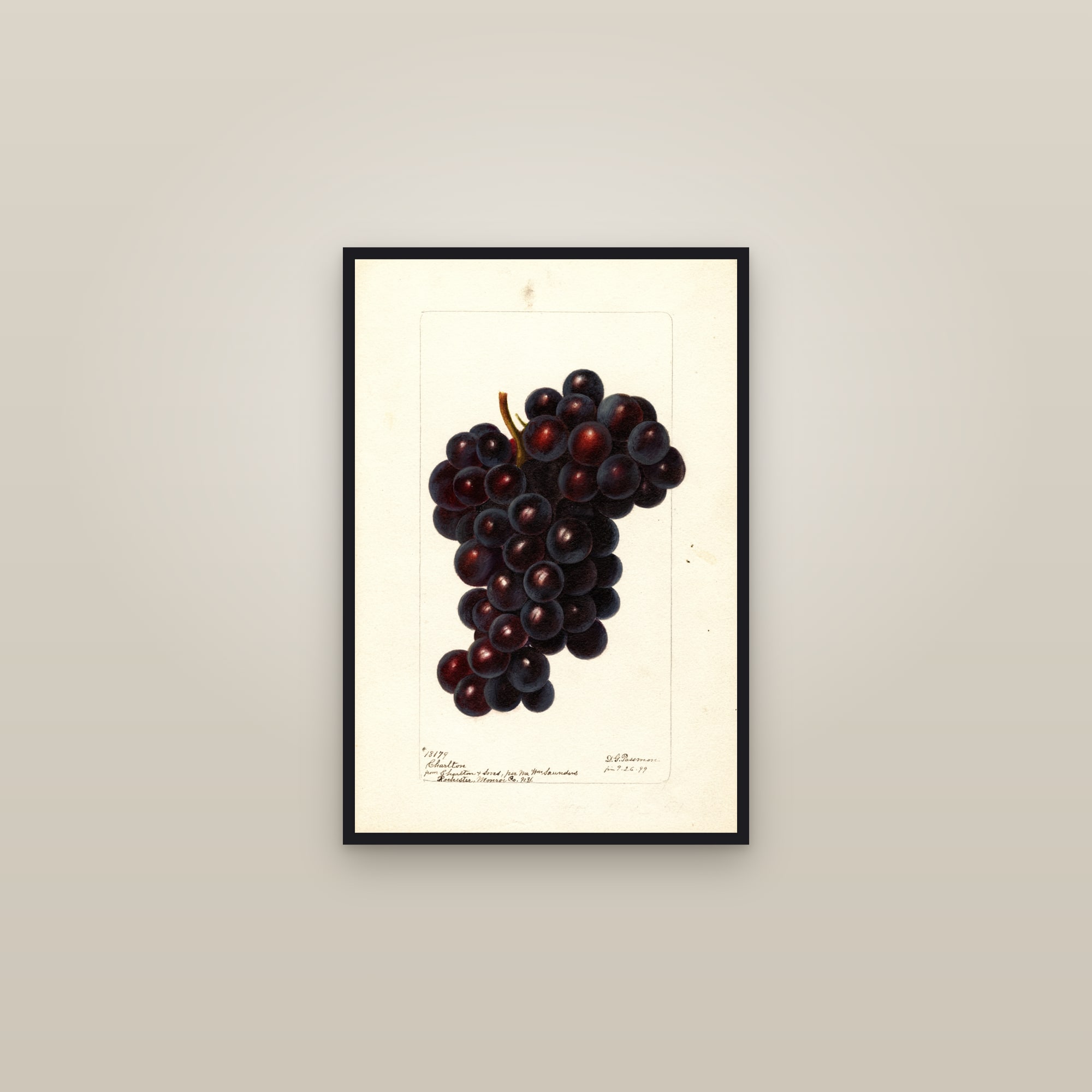 Charlton Grape — framed in a gallery setting