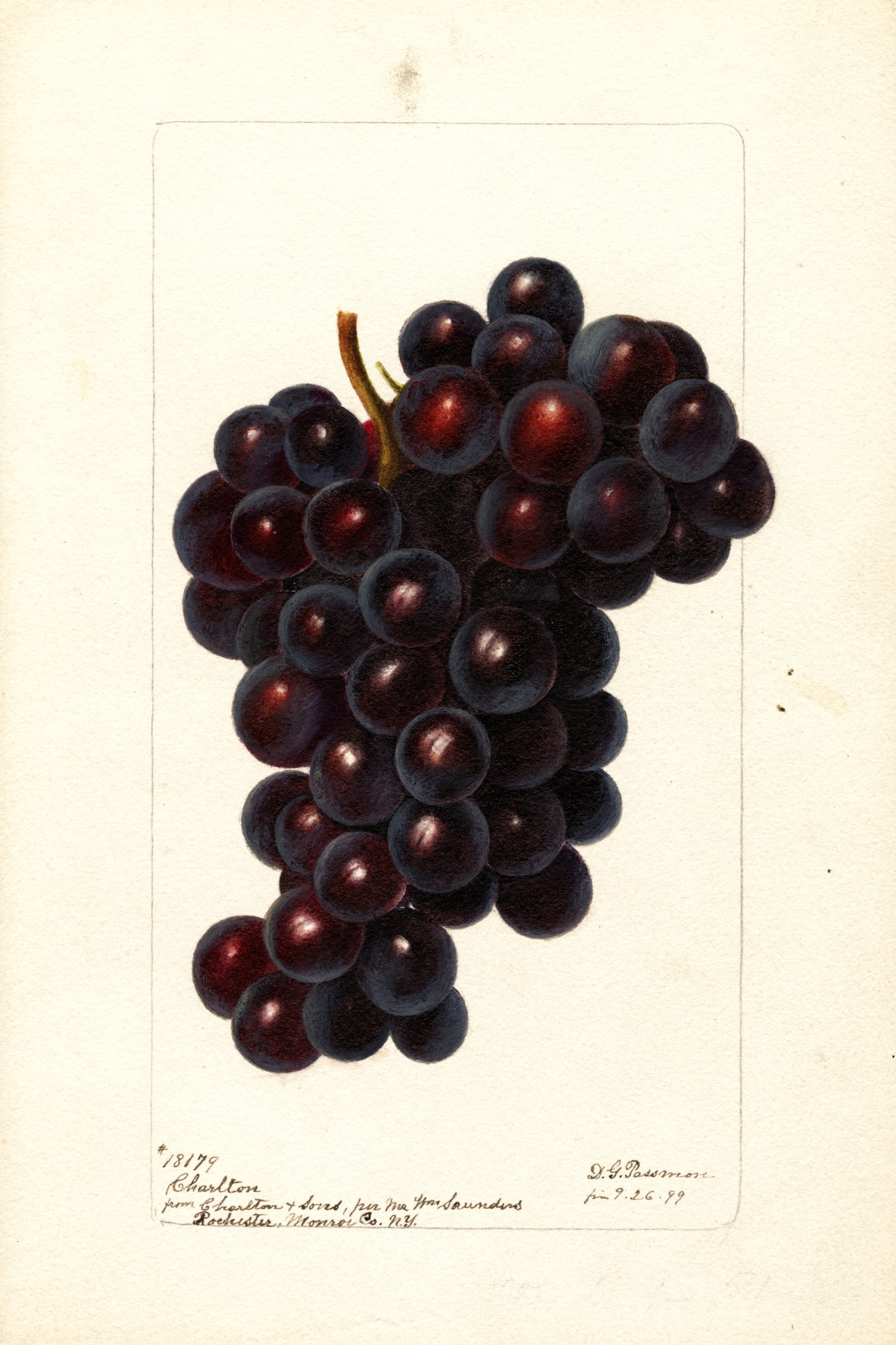 Charlton Grape