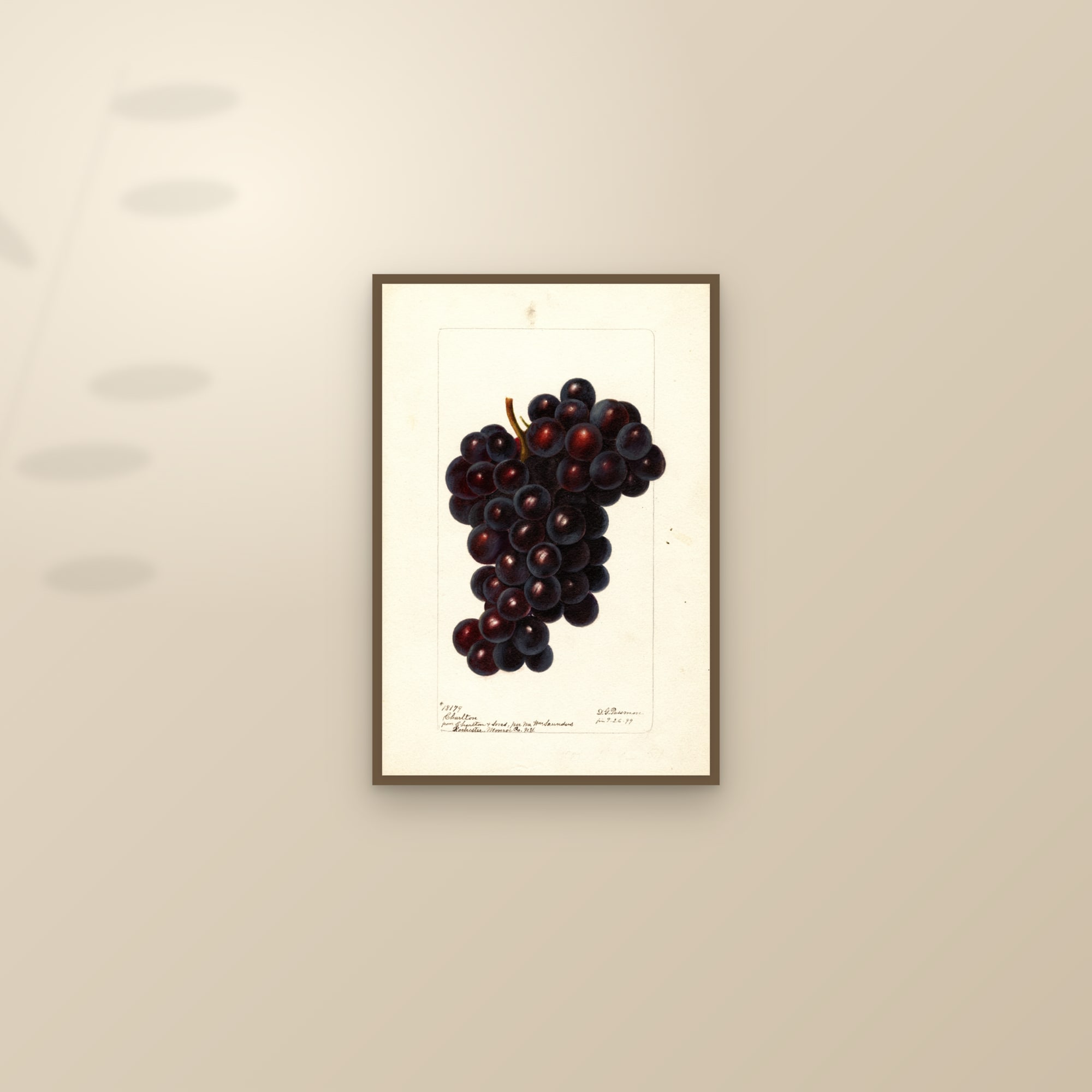 Charlton Grape — framed and styled on a sunlit wall
