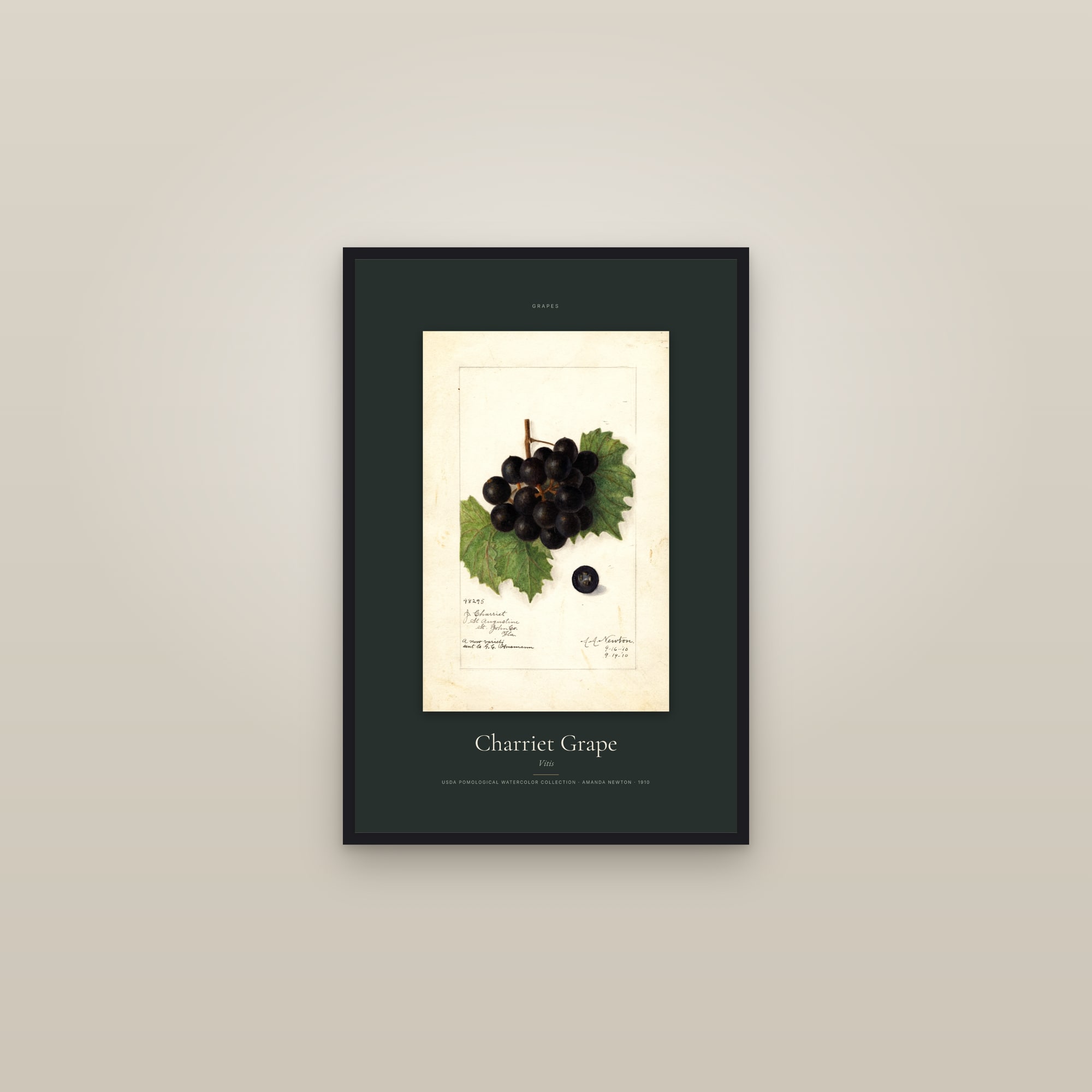 Charriet Grape — Specimen — framed in a gallery setting