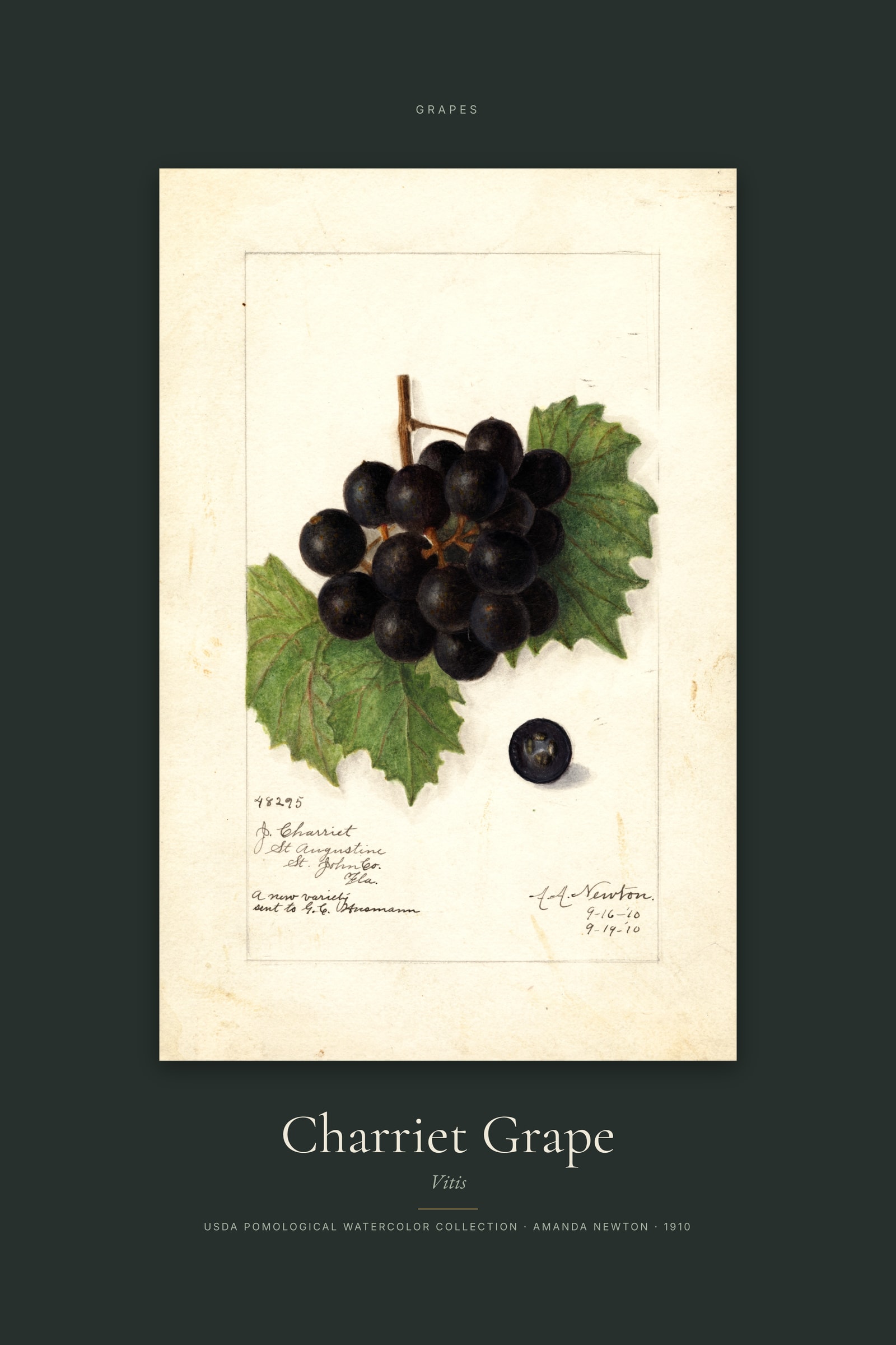 Charriet Grape — Specimen