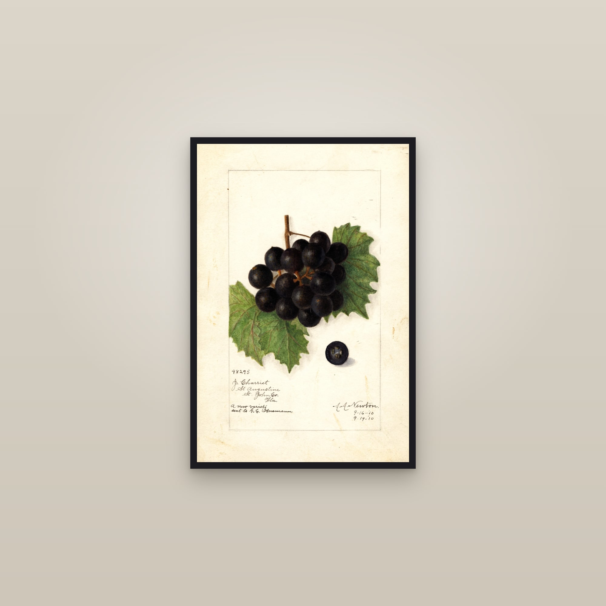 Charriet Grape — framed in a gallery setting