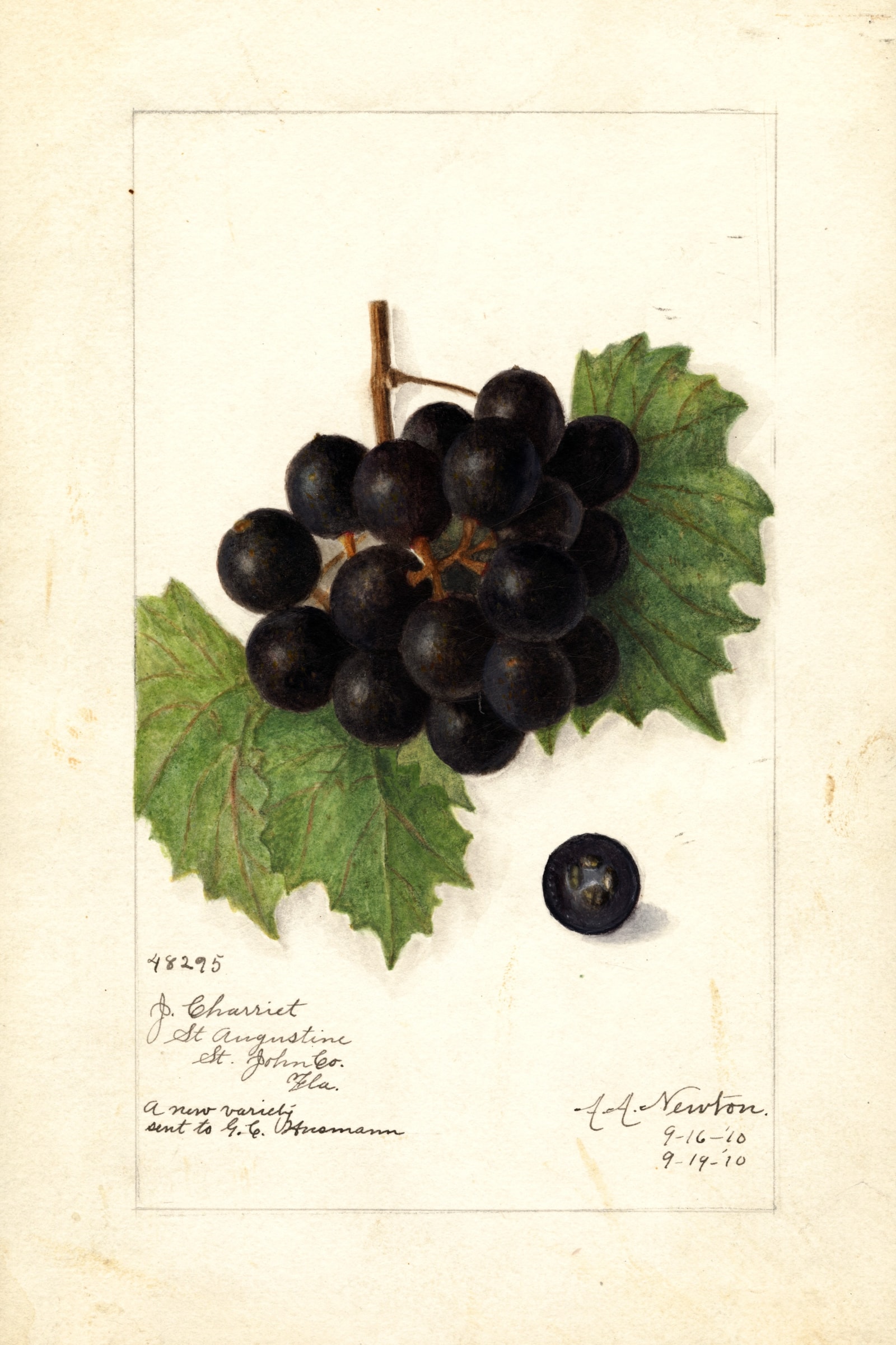 Charriet Grape