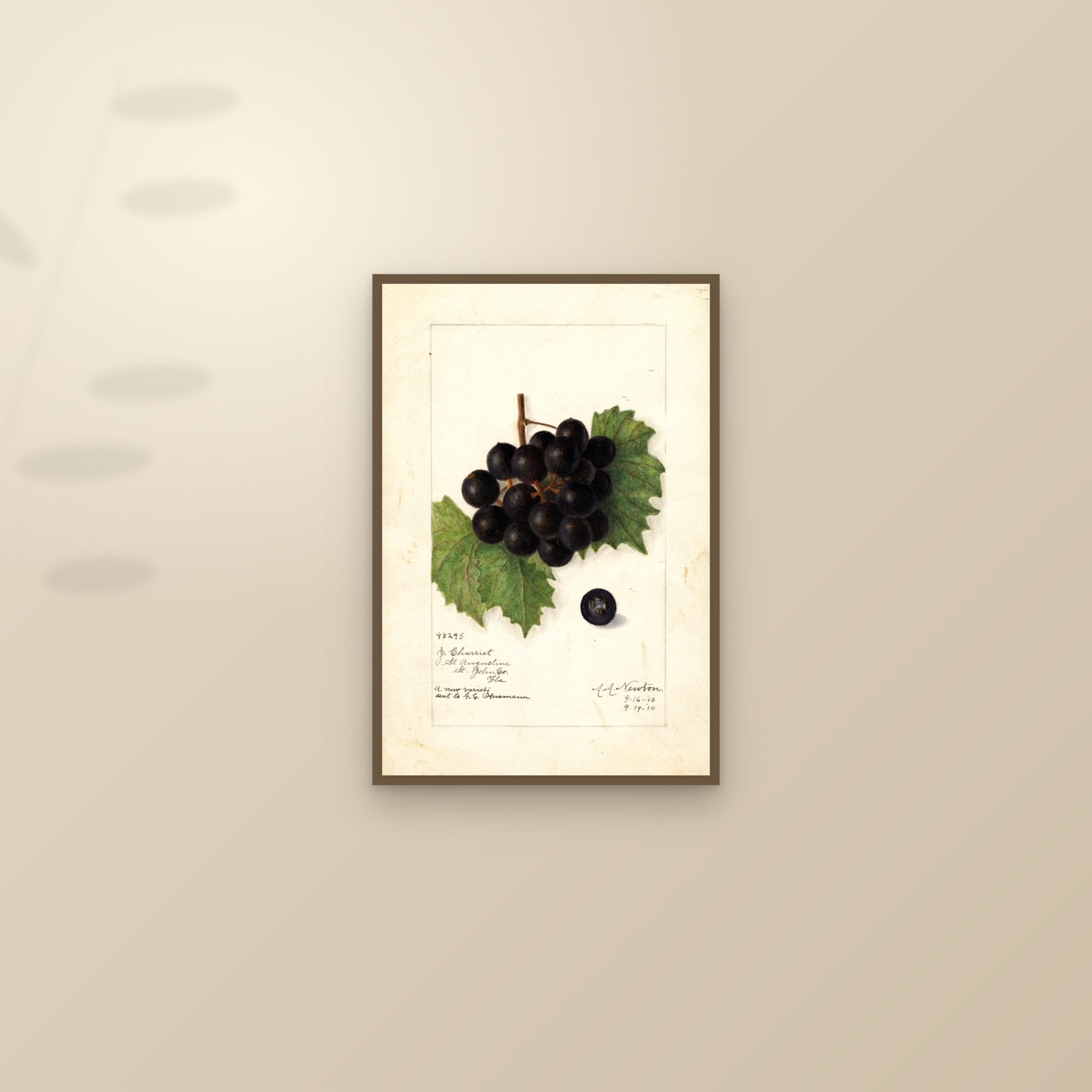 Charriet Grape — framed and styled on a sunlit wall
