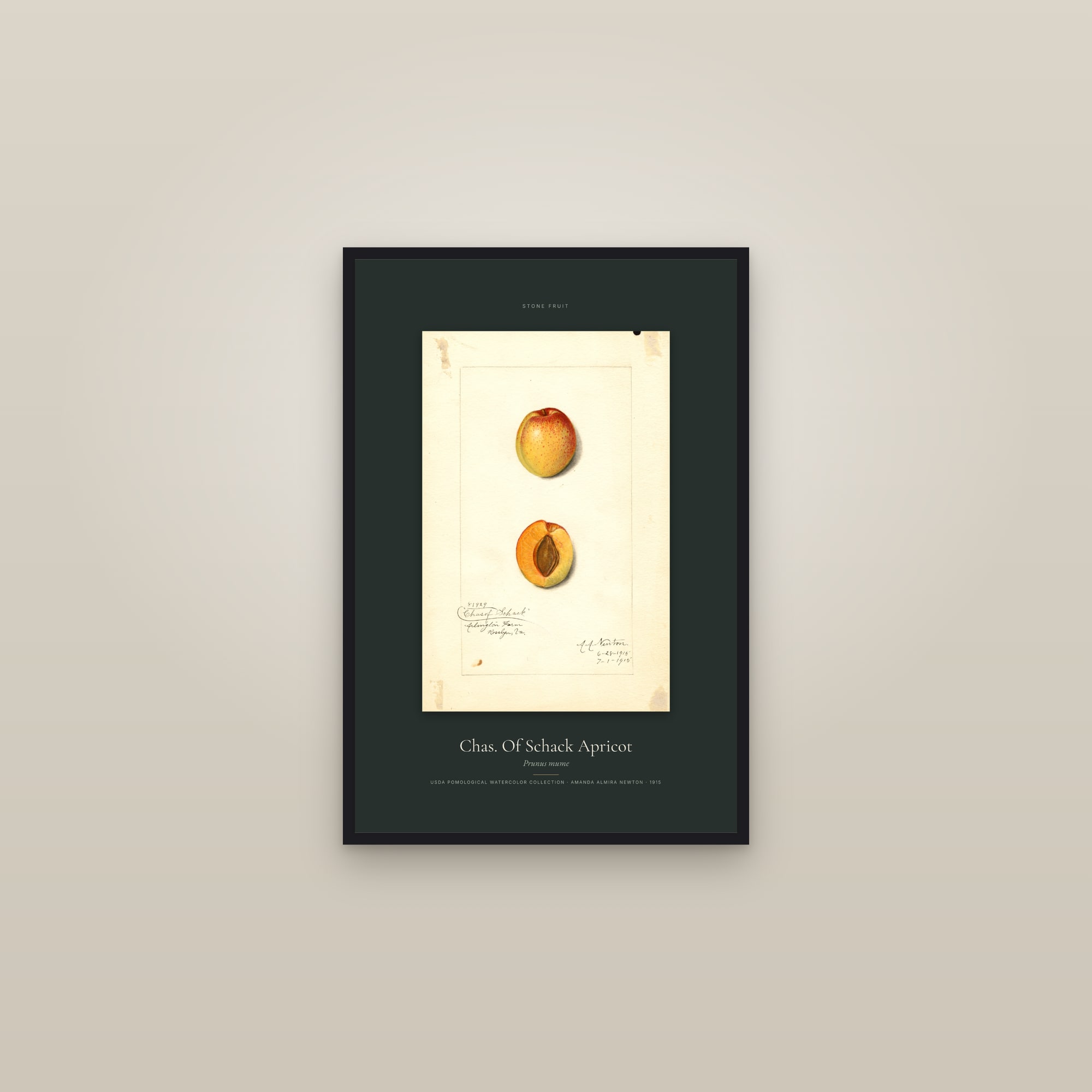 Chas. Of Schack Apricot — Specimen — framed in a gallery setting