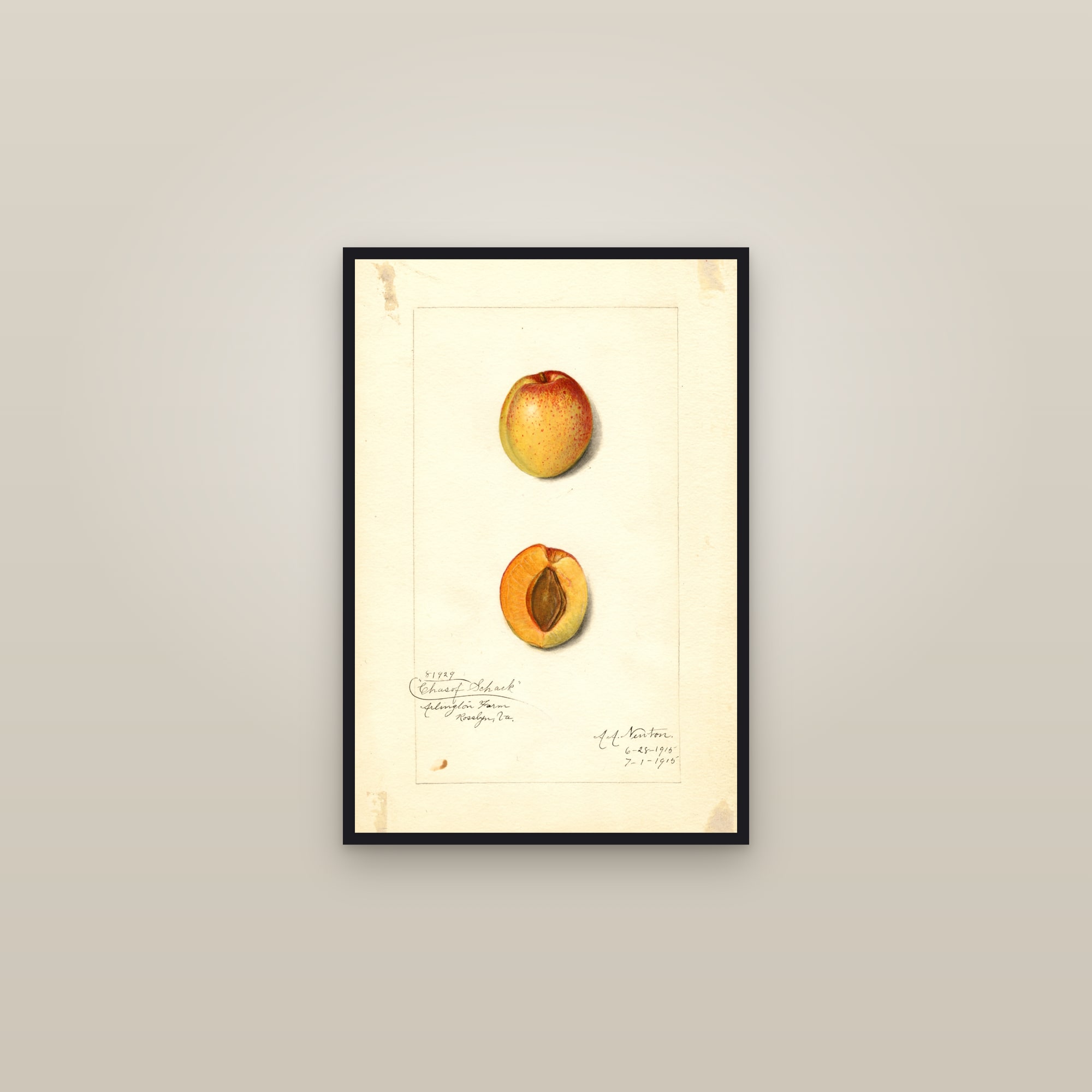 Chas. Of Schack Apricot — framed in a gallery setting