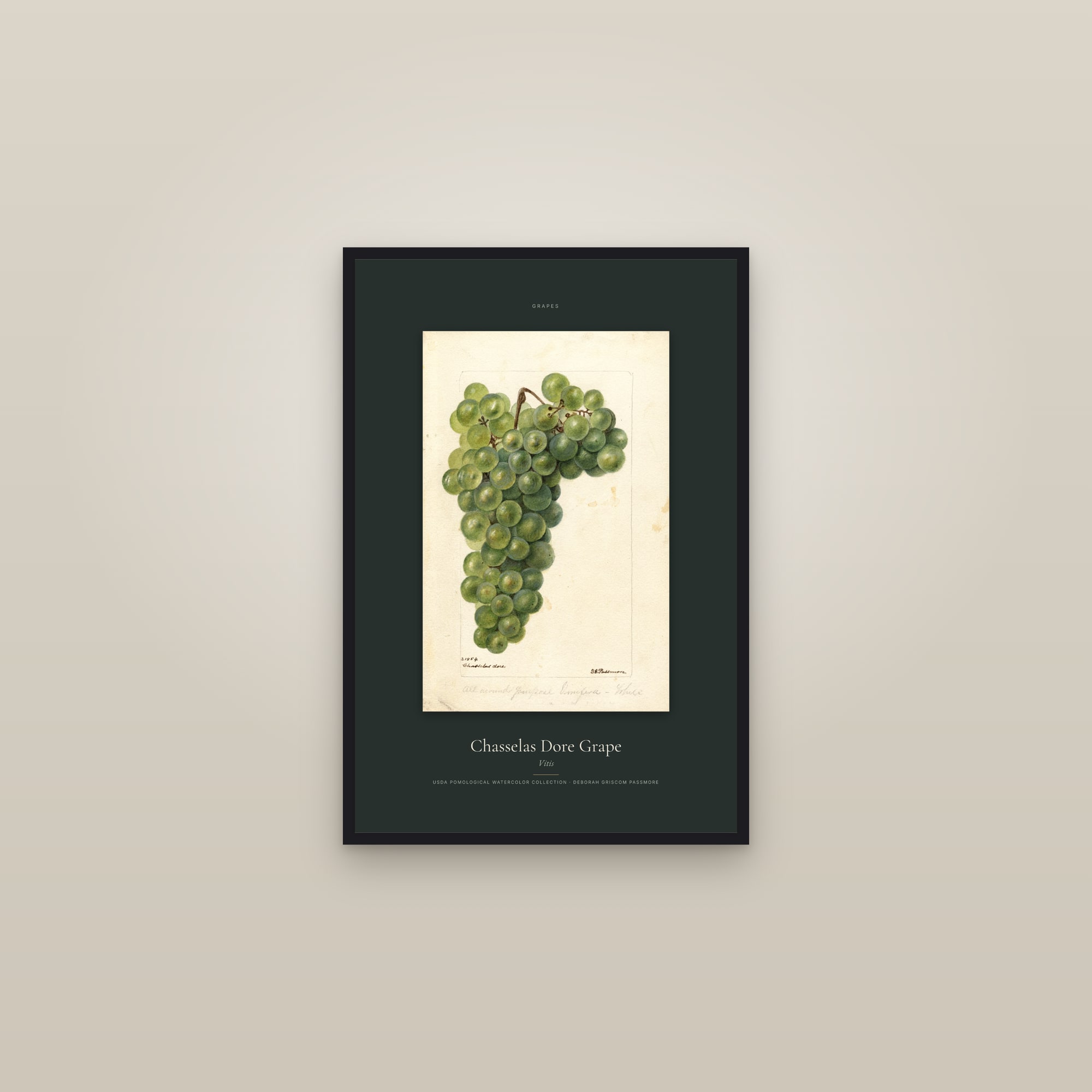 Chasselas Dore Grape — Specimen — framed in a gallery setting