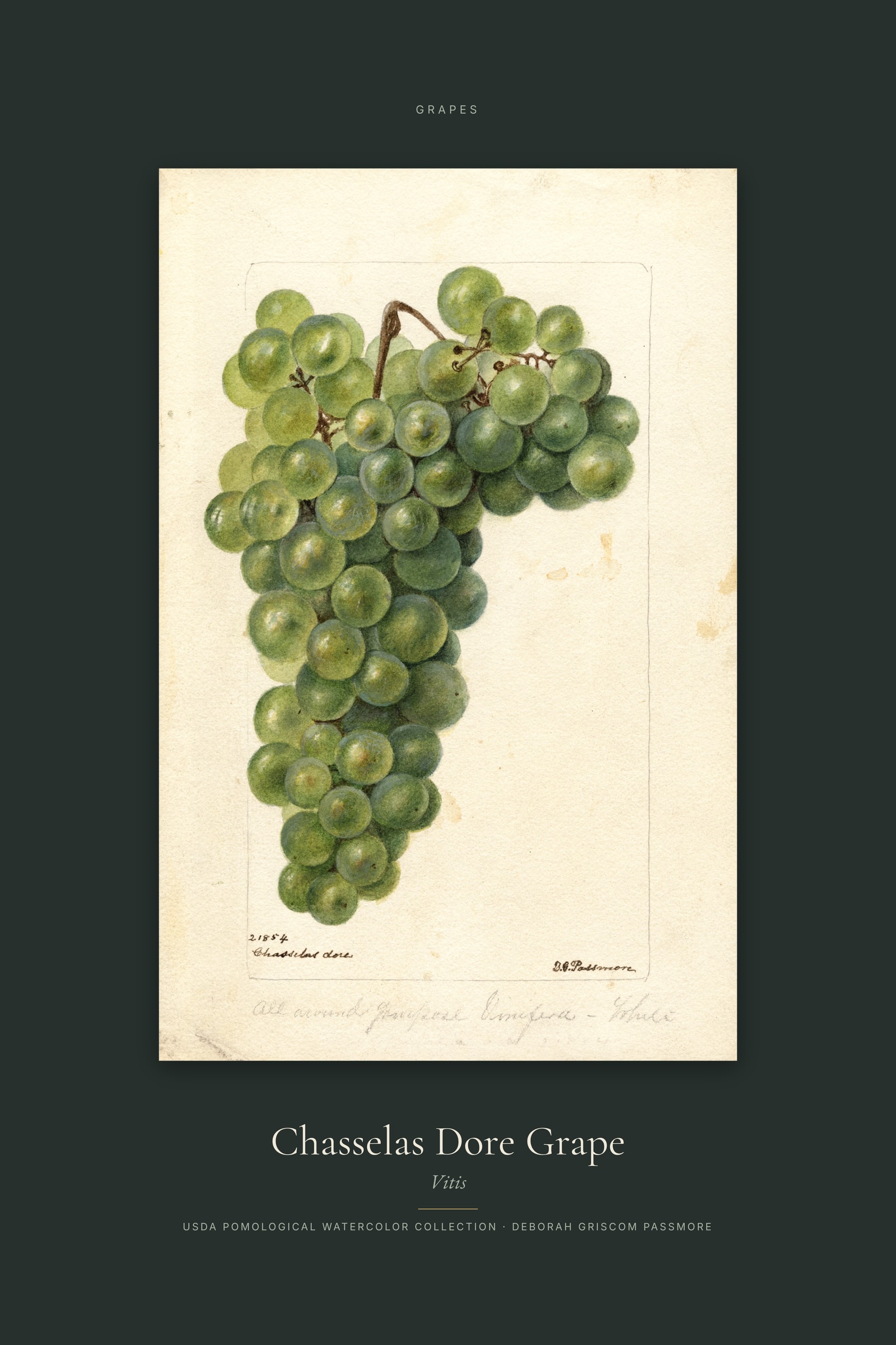 Chasselas Dore Grape — Specimen