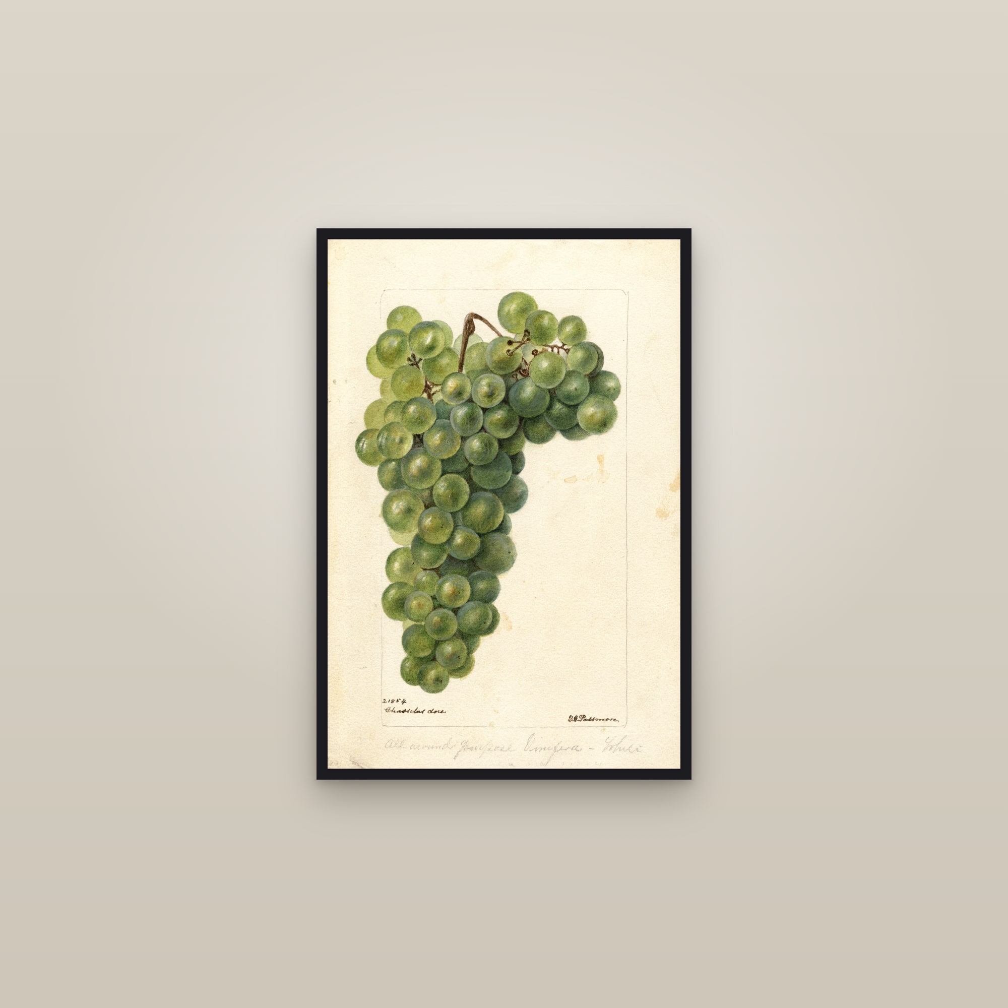 Chasselas Dore Grape — framed in a gallery setting