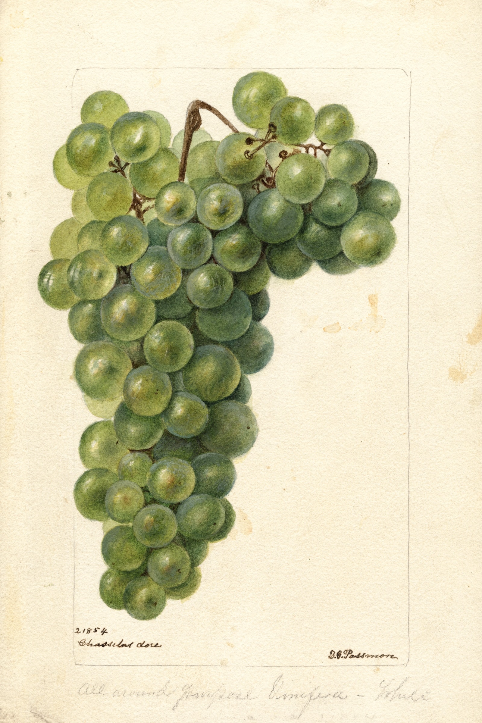 Chasselas Dore Grape