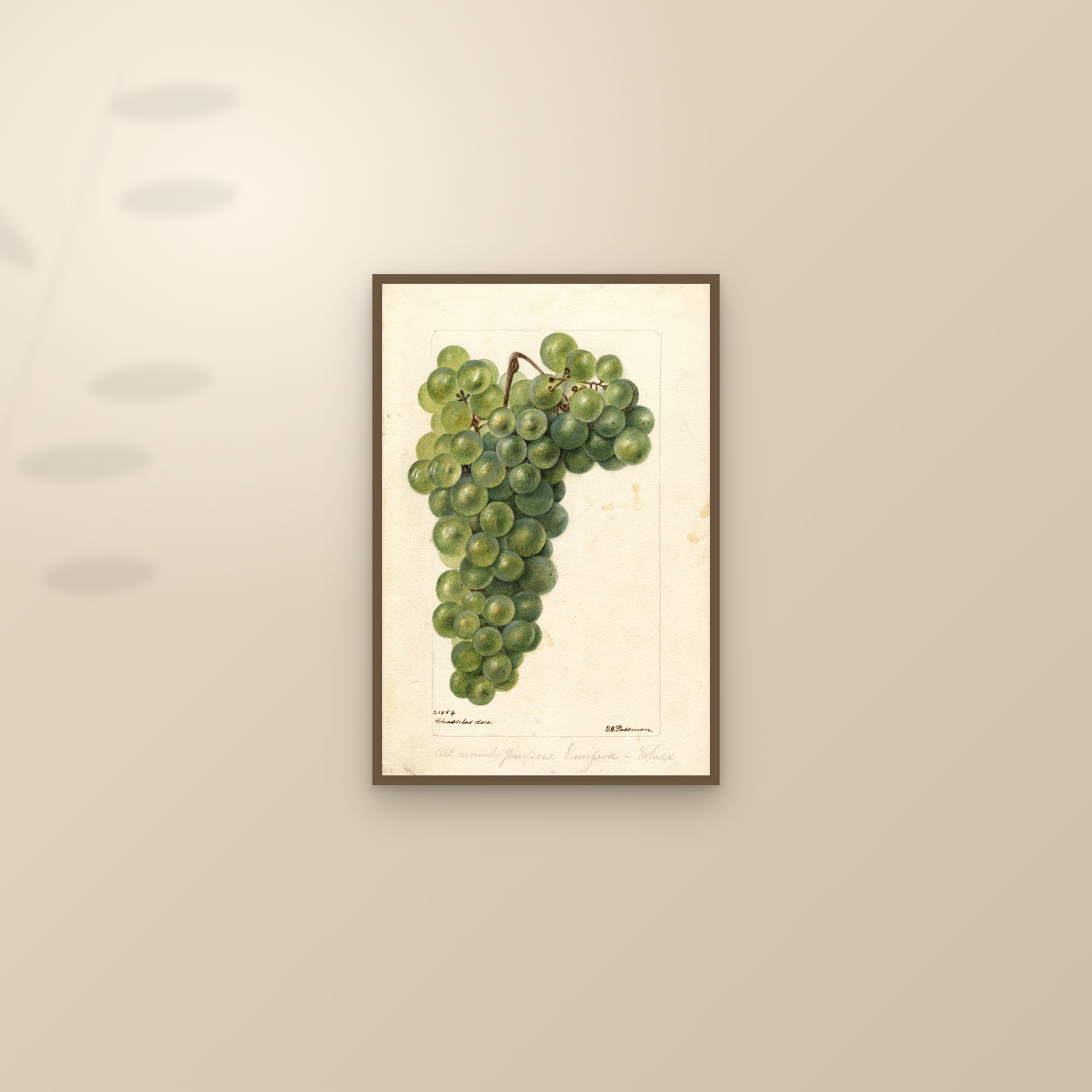 Chasselas Dore Grape — framed and styled on a sunlit wall