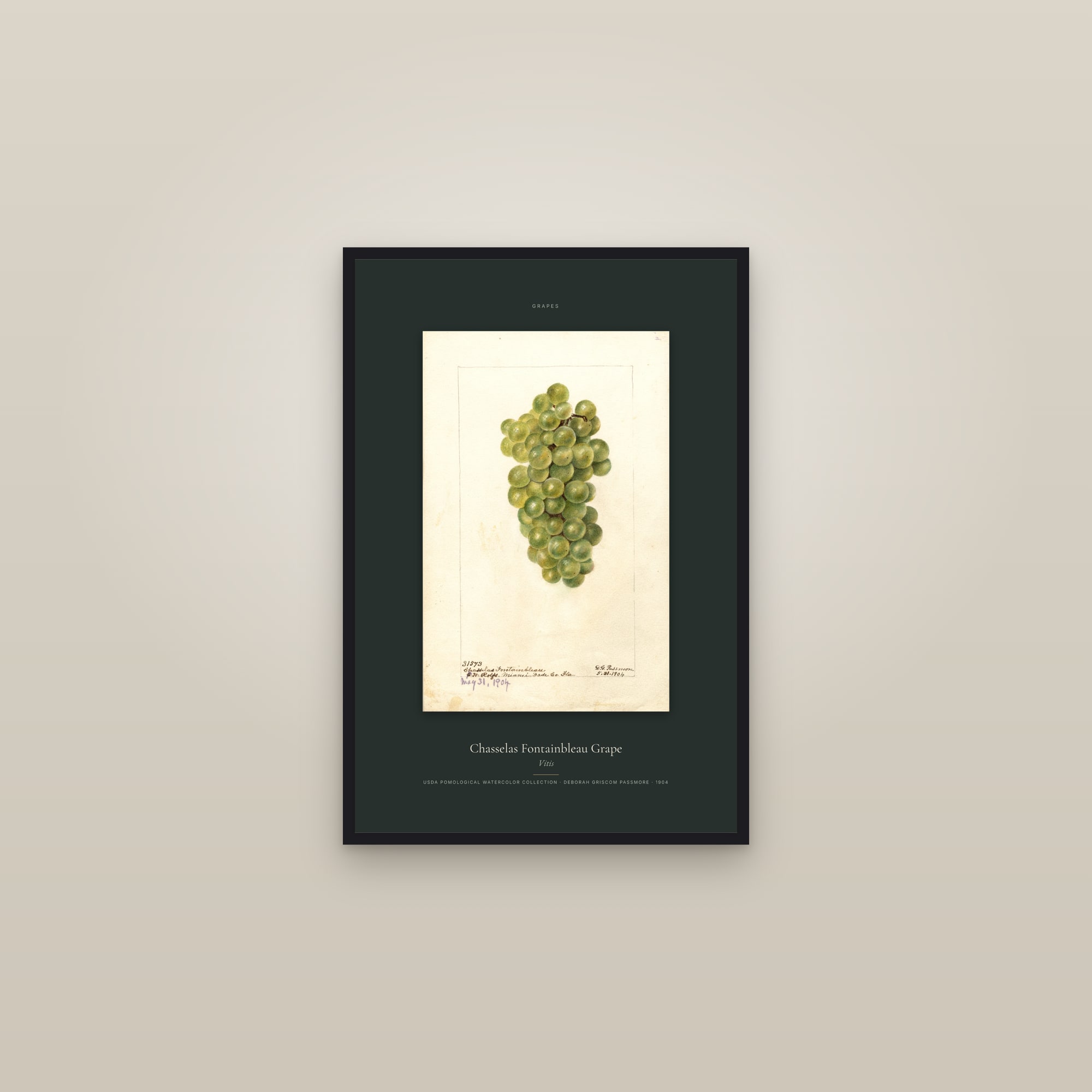 Chasselas Fontainbleau Grape — Specimen — framed in a gallery setting