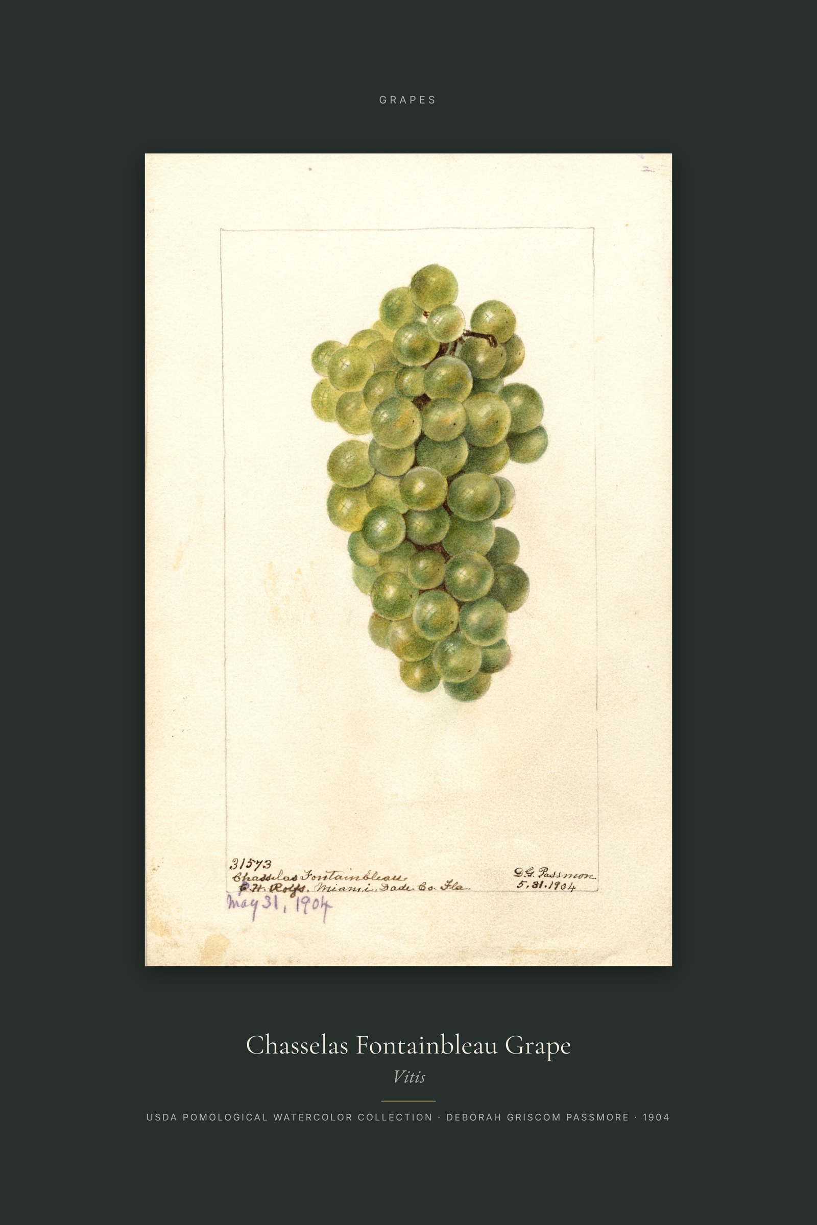 Chasselas Fontainbleau Grape — Specimen