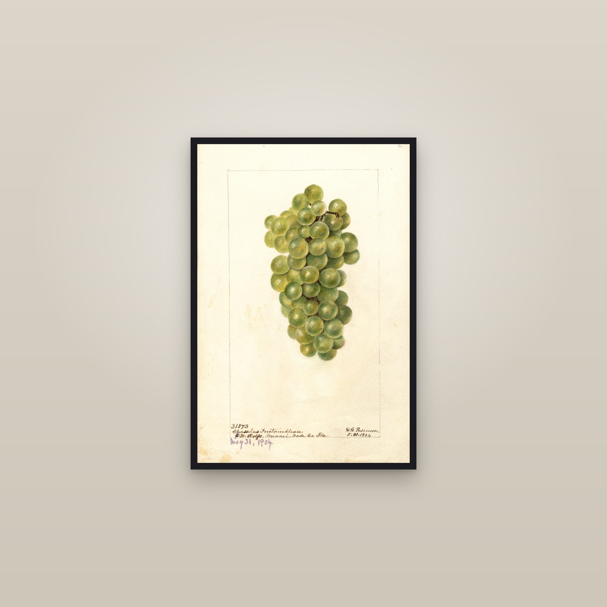 Chasselas Fontainbleau Grape — framed in a gallery setting