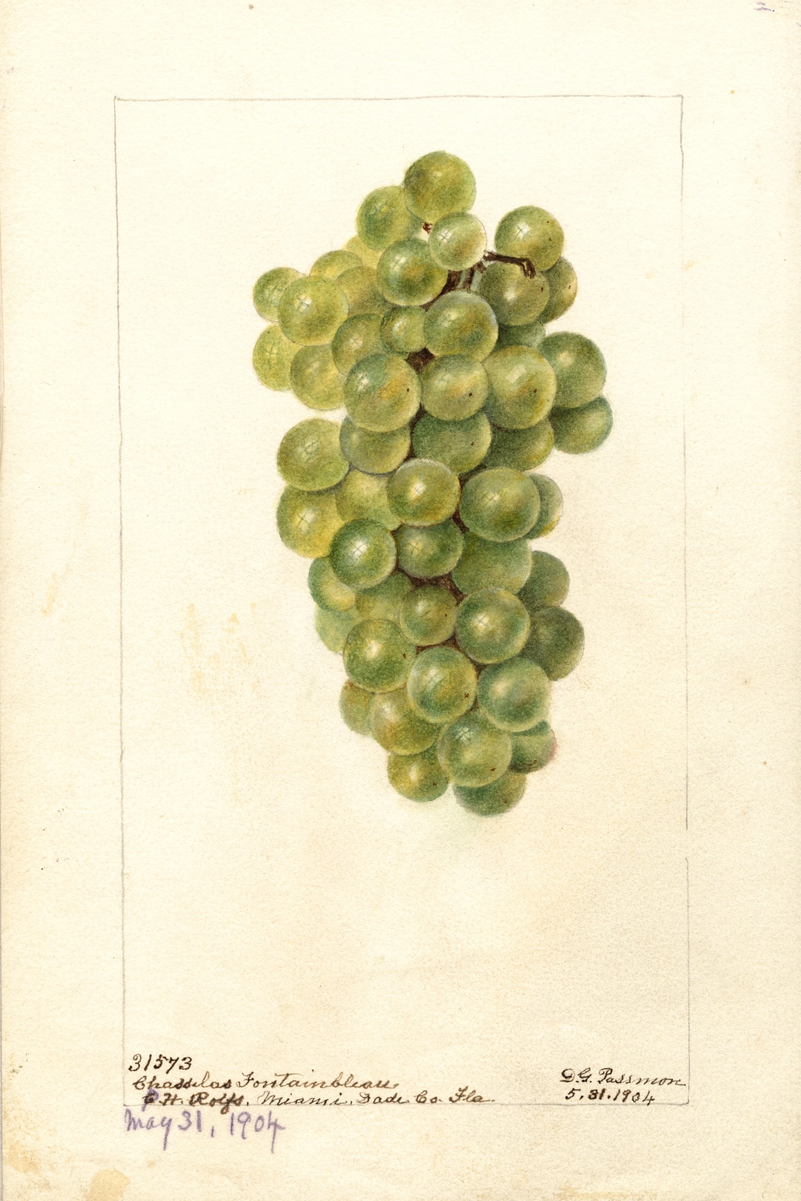 Chasselas Fontainbleau Grape