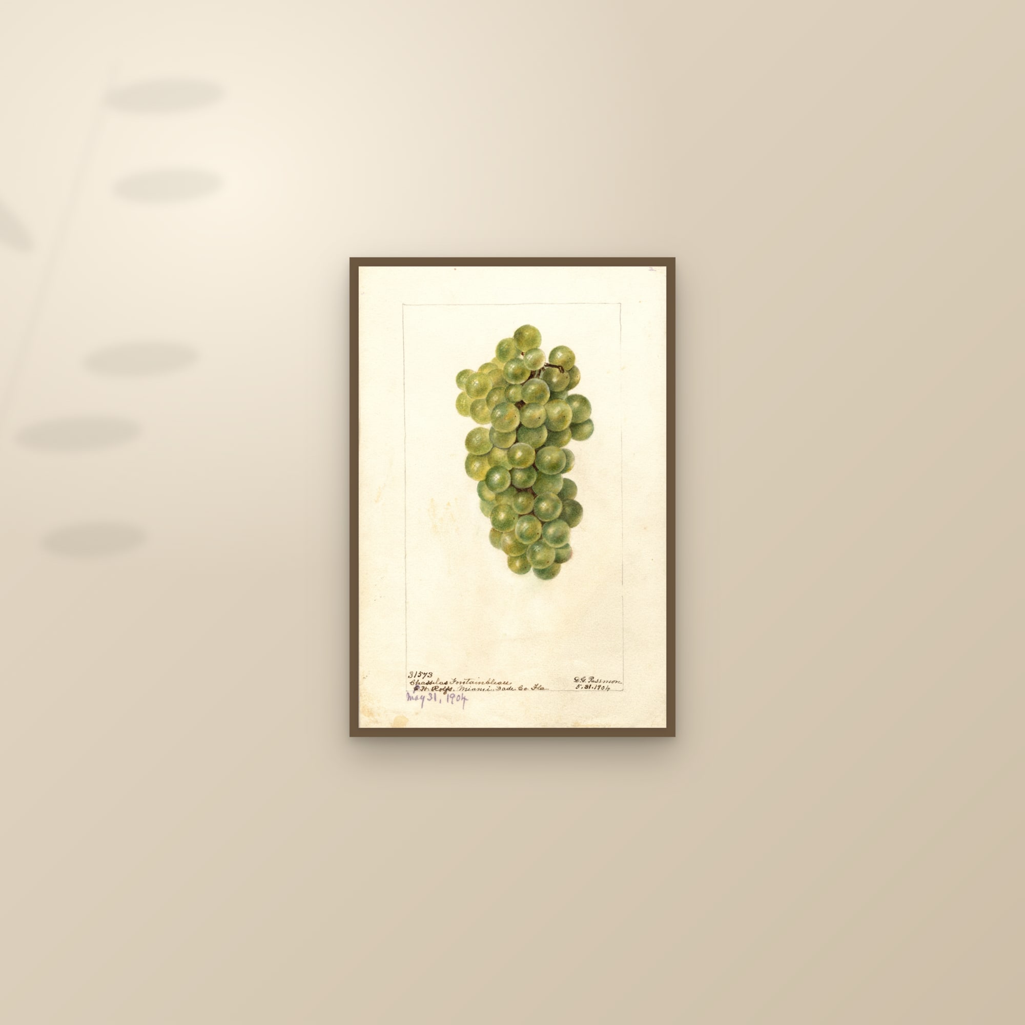 Chasselas Fontainbleau Grape — framed and styled on a sunlit wall