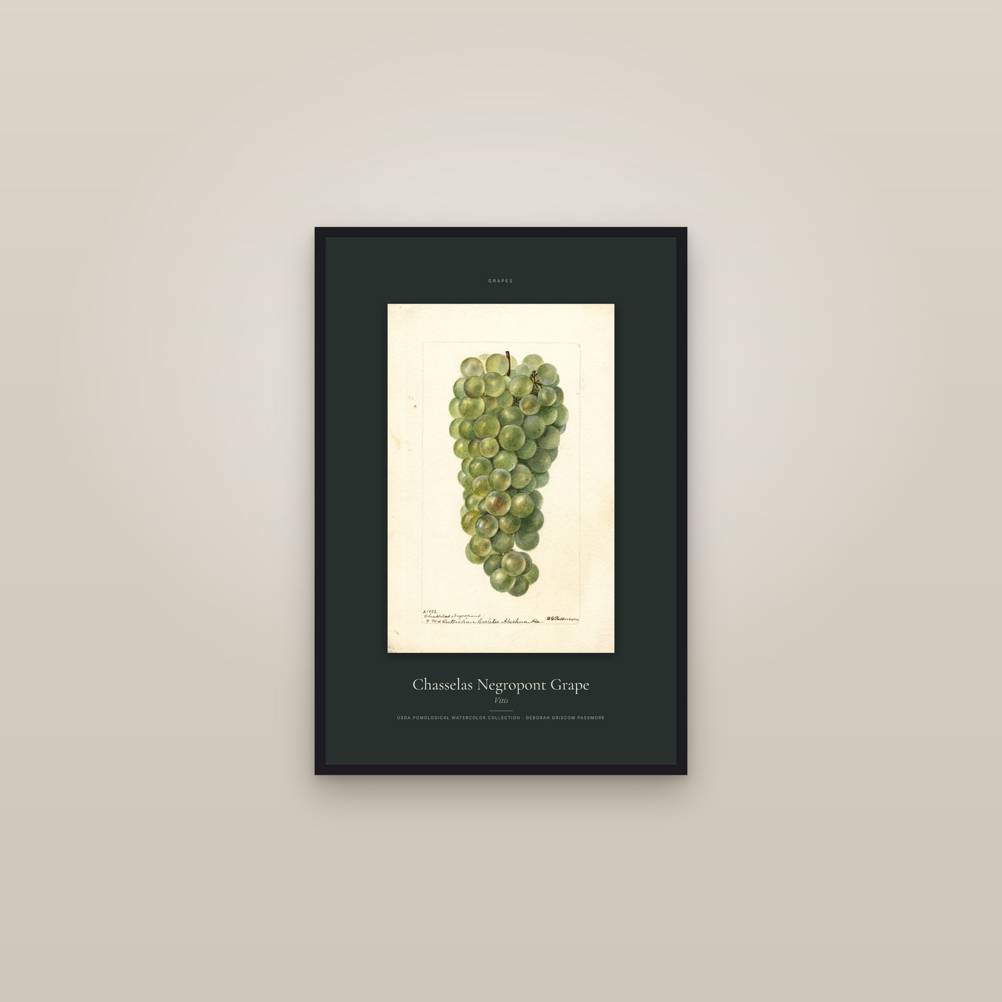 Chasselas Negropont Grape — Specimen — framed in a gallery setting