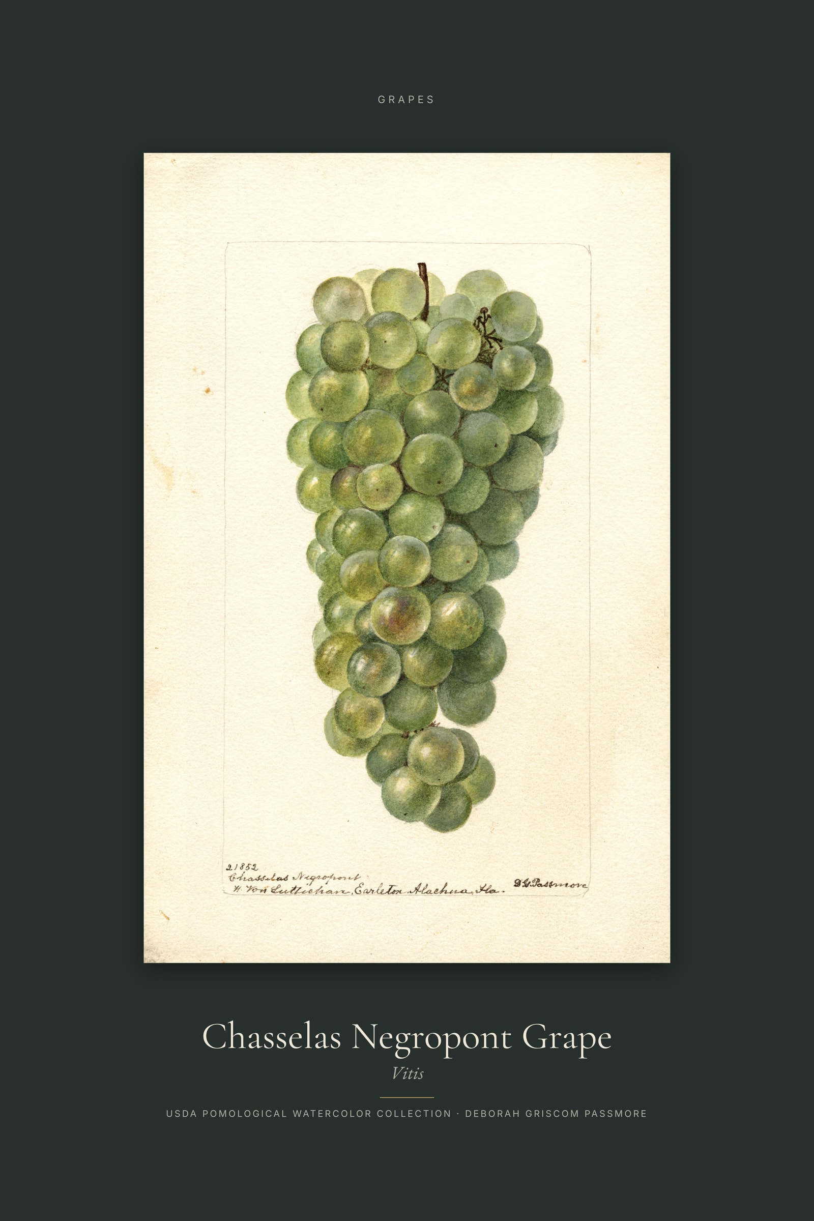 Chasselas Negropont Grape — Specimen