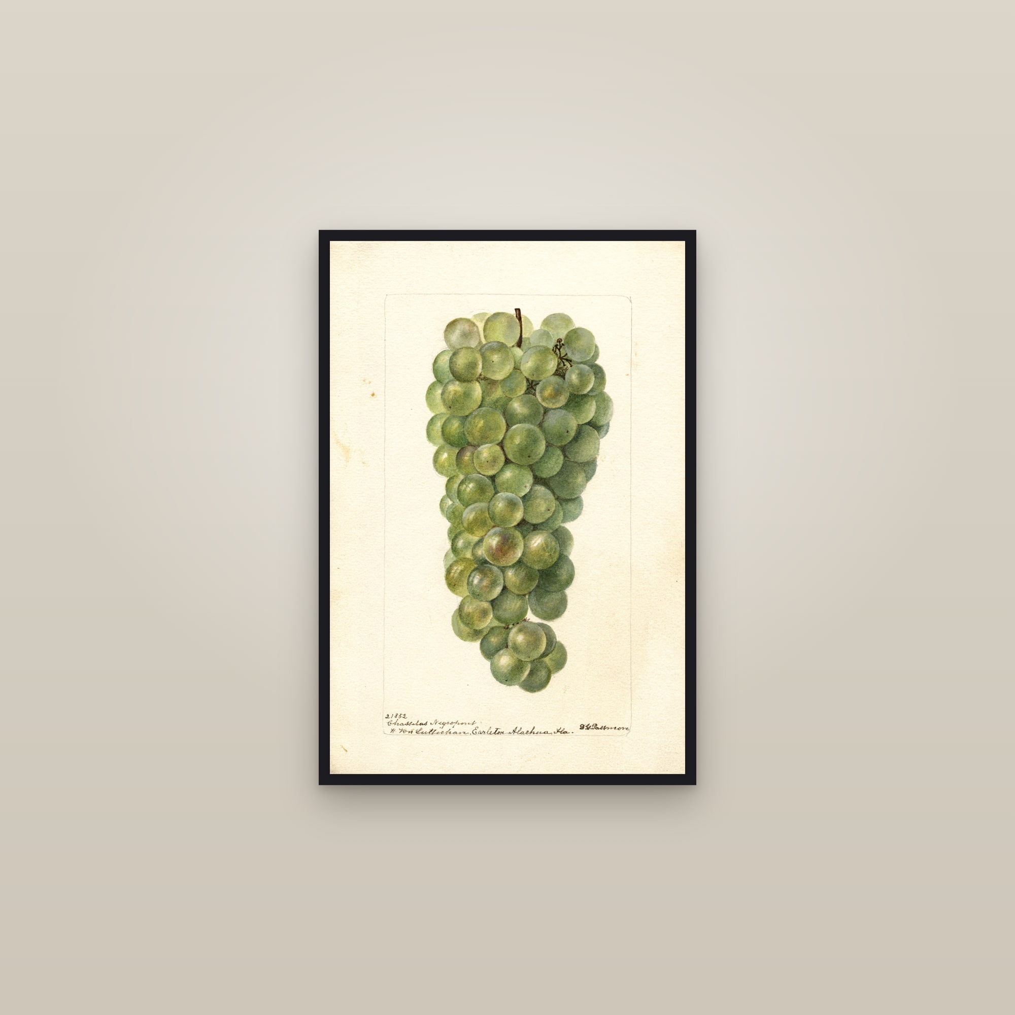 Chasselas Negropont Grape — framed in a gallery setting