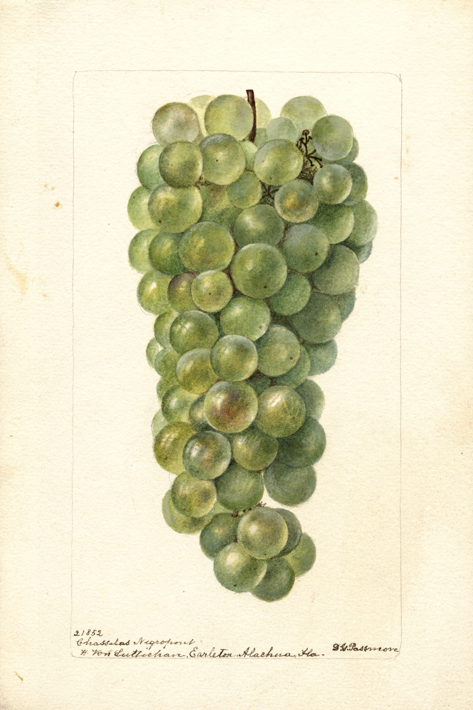 Chasselas Negropont Grape