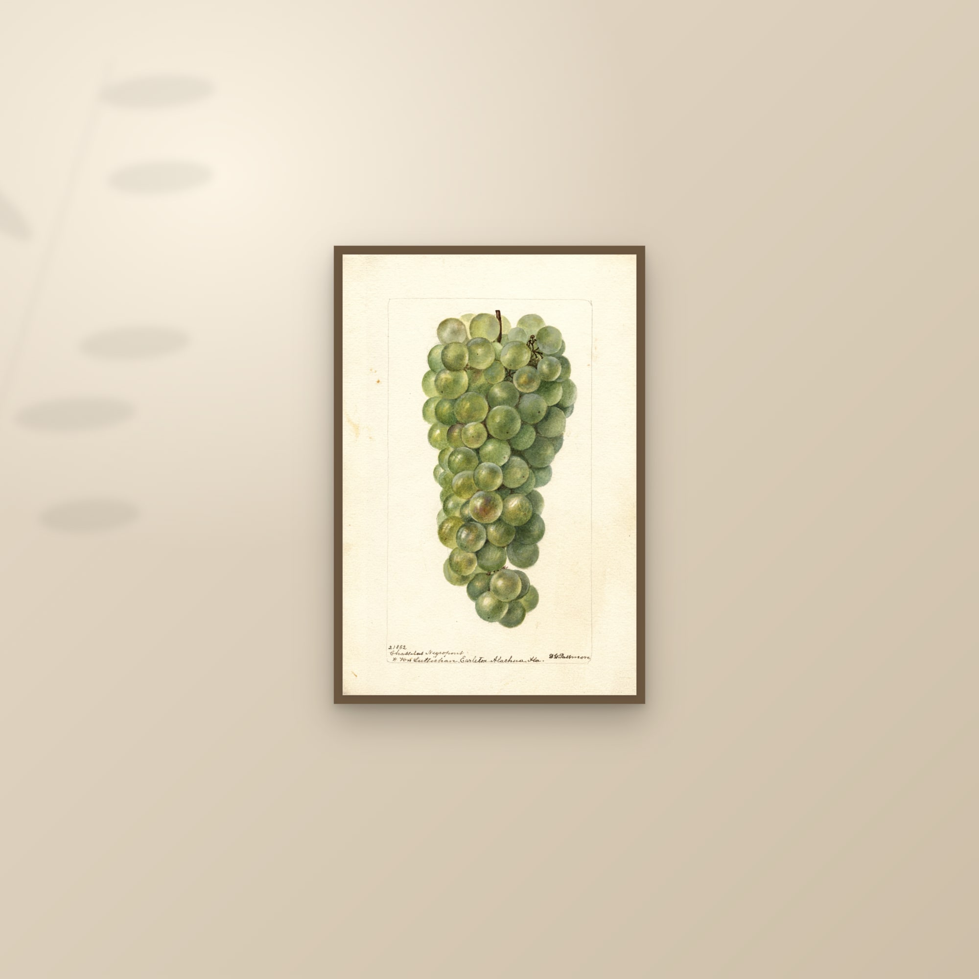Chasselas Negropont Grape — framed and styled on a sunlit wall