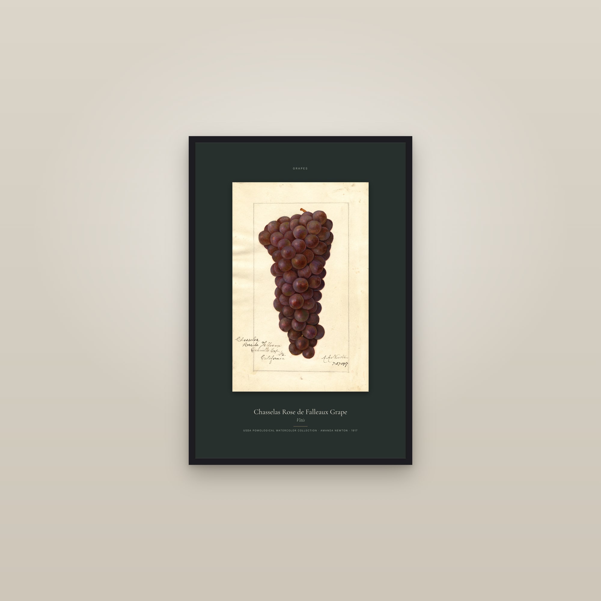 Chasselas Rose de Falleaux Grape — Specimen — framed in a gallery setting
