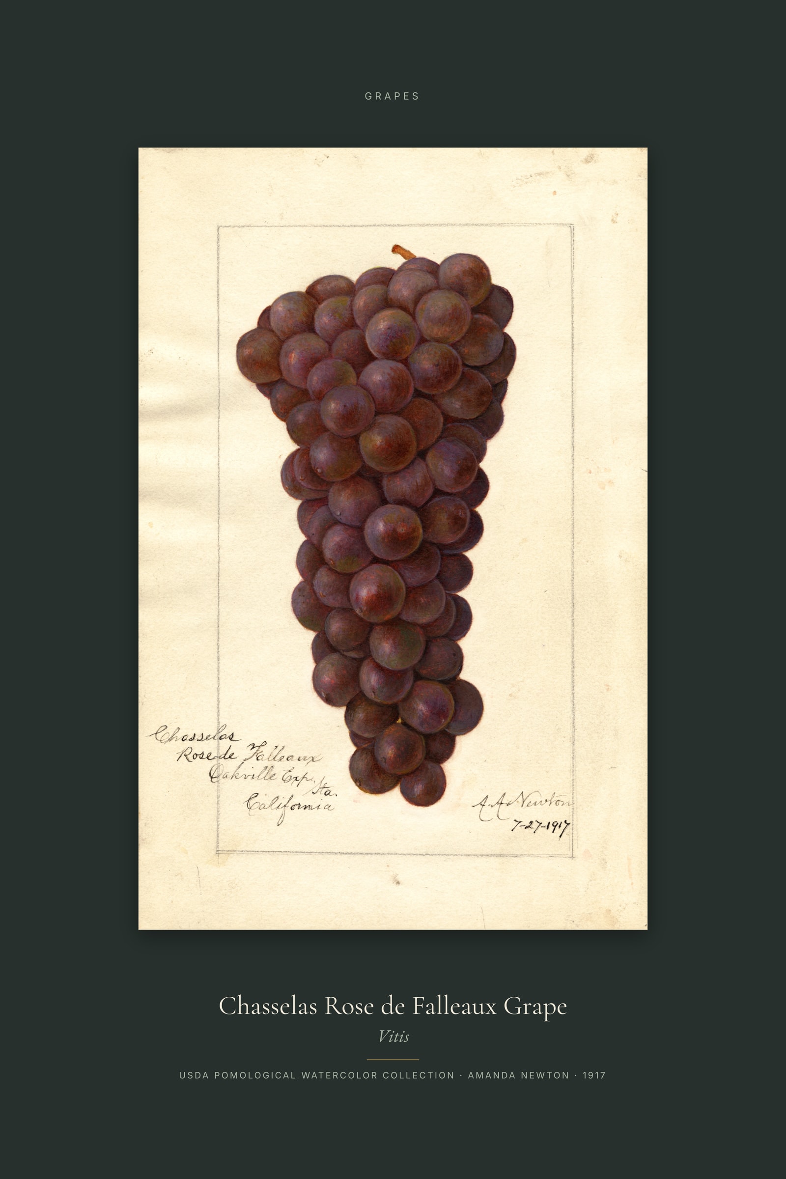Chasselas Rose de Falleaux Grape — Specimen