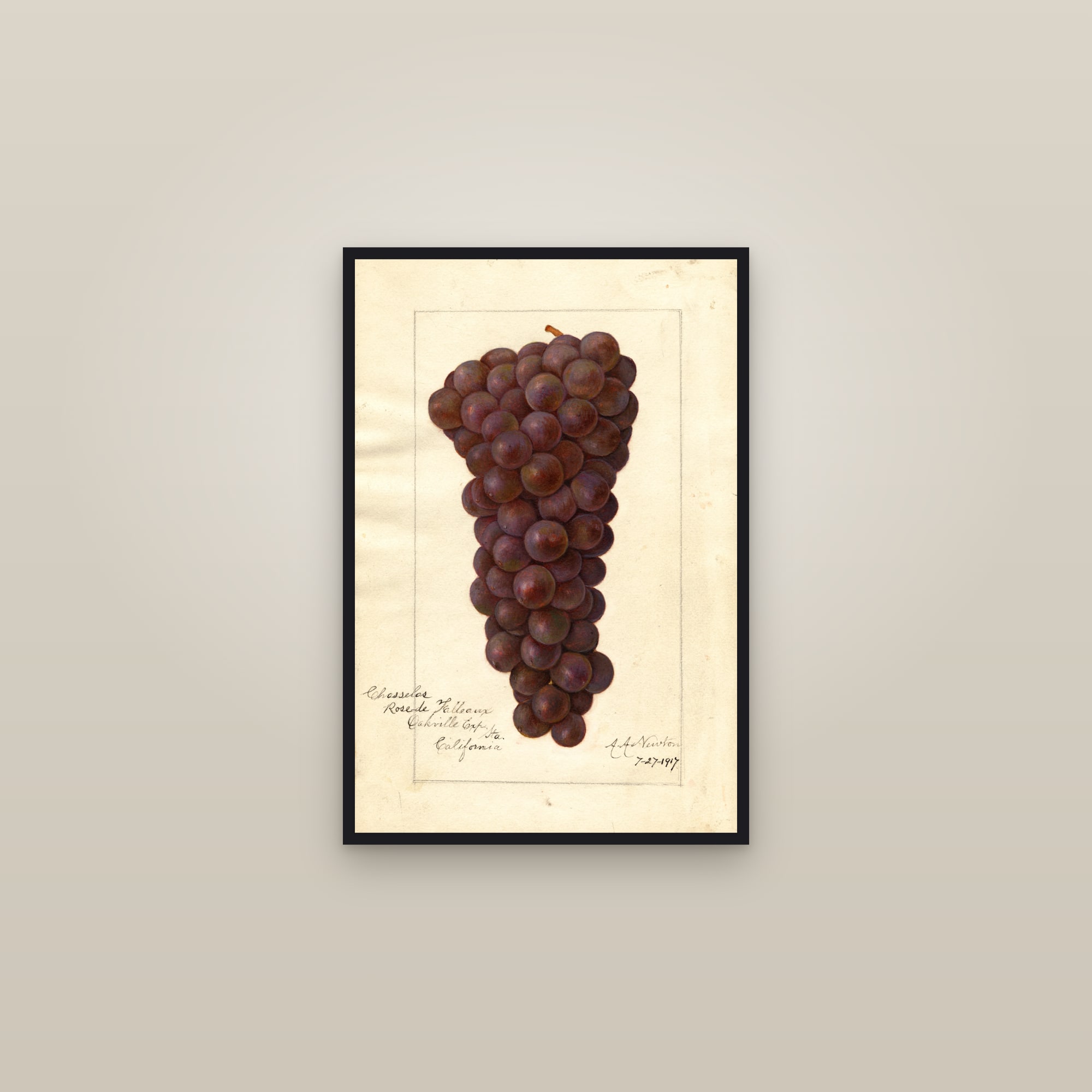 Chasselas Rose de Falleaux Grape — framed in a gallery setting
