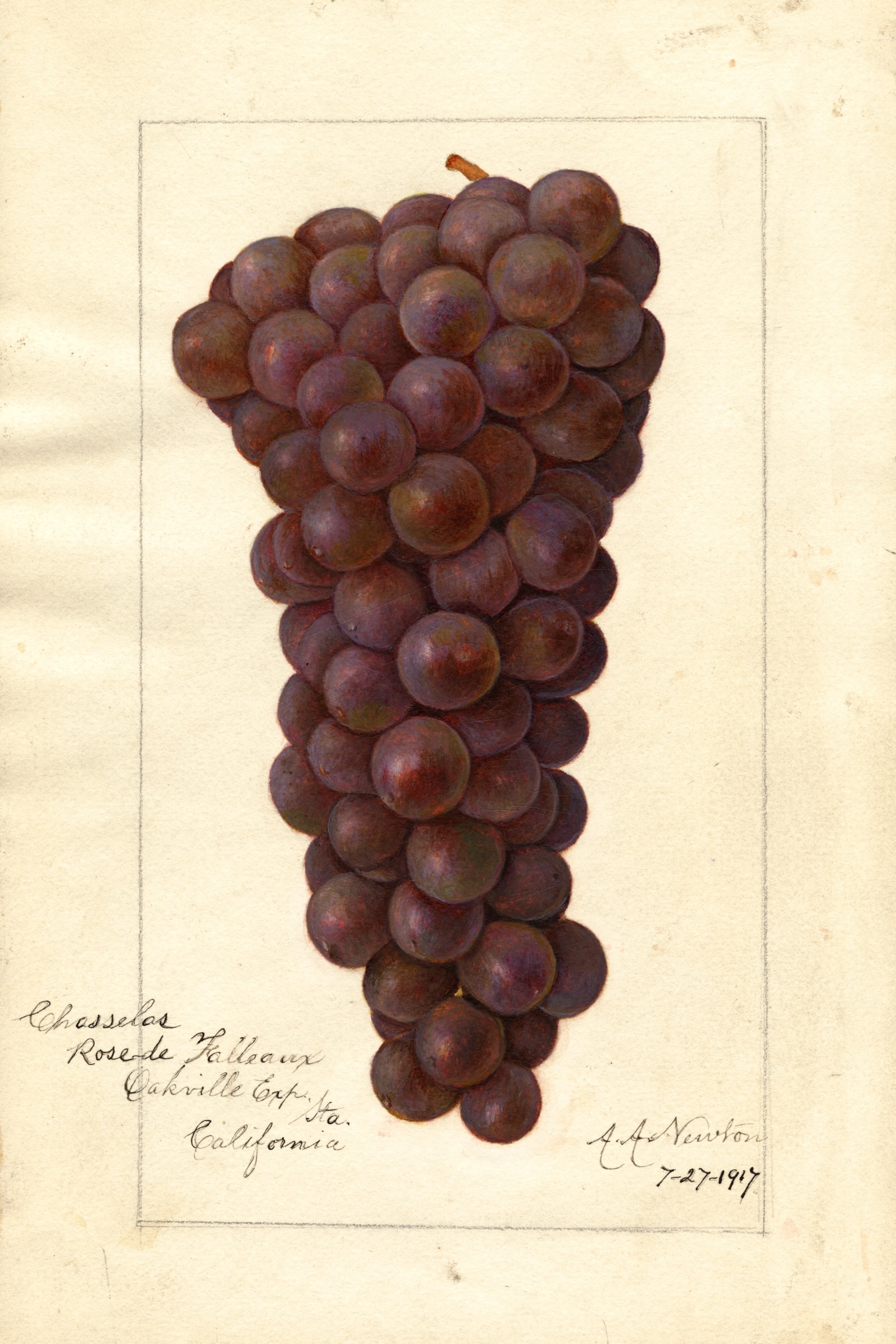 Chasselas Rose de Falleaux Grape