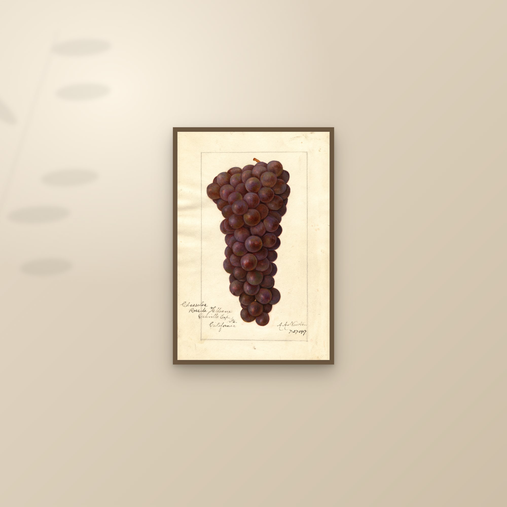 Chasselas Rose de Falleaux Grape — framed and styled on a sunlit wall