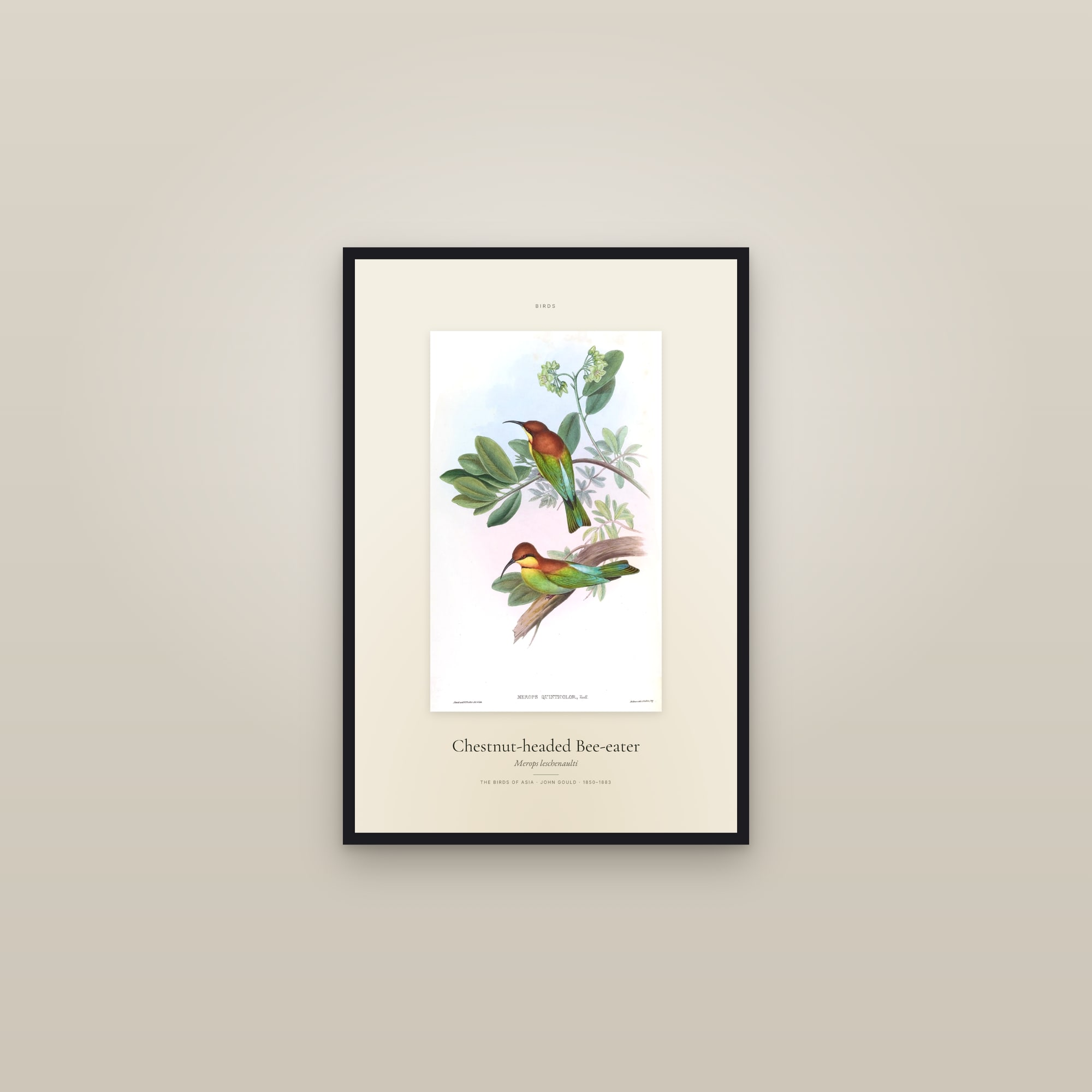 Chestnut-headed Bee-eater — Specimen