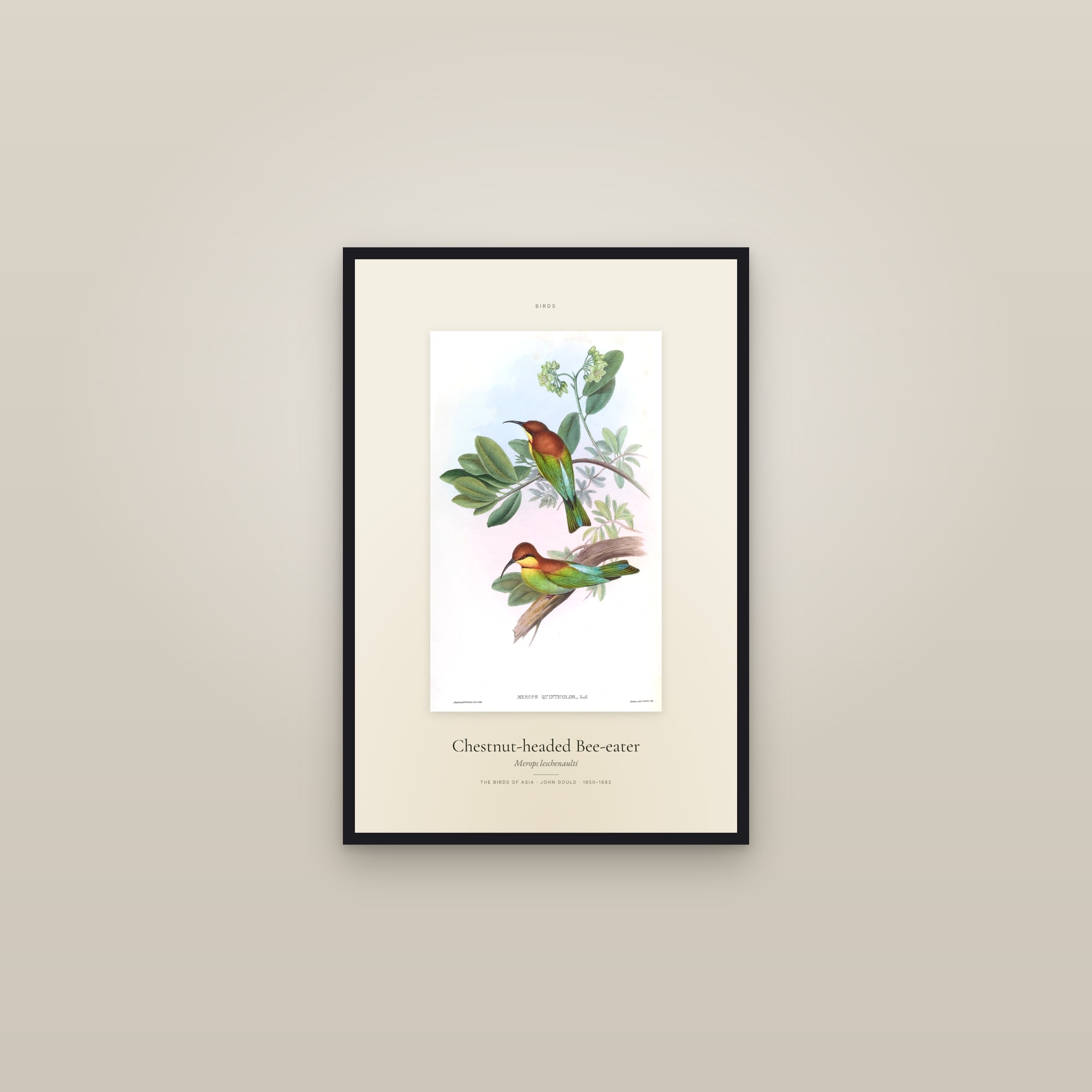 Chestnut-headed Bee-eater — Specimen — framed in a gallery setting