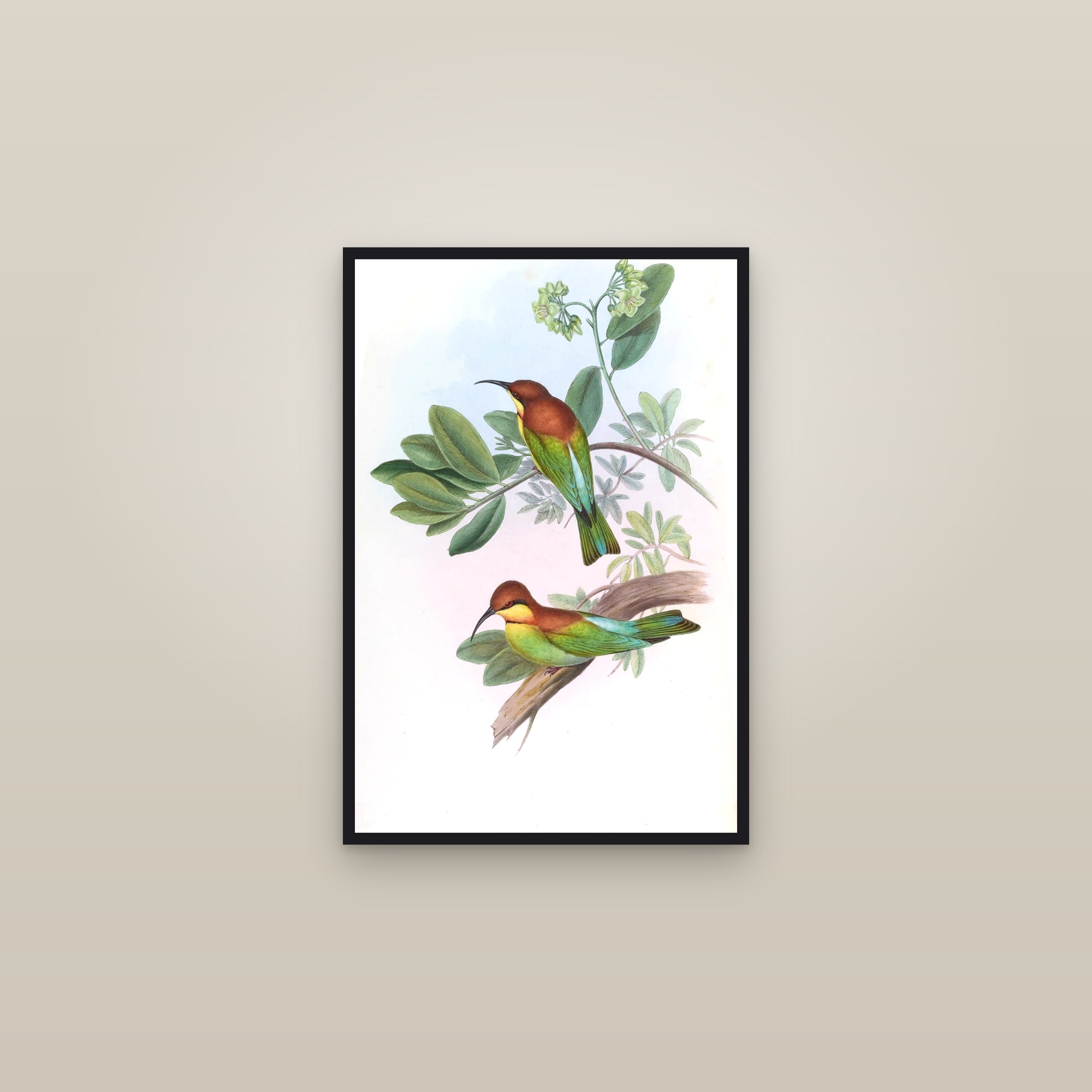 Chestnut-headed Bee-eater — framed in a gallery setting