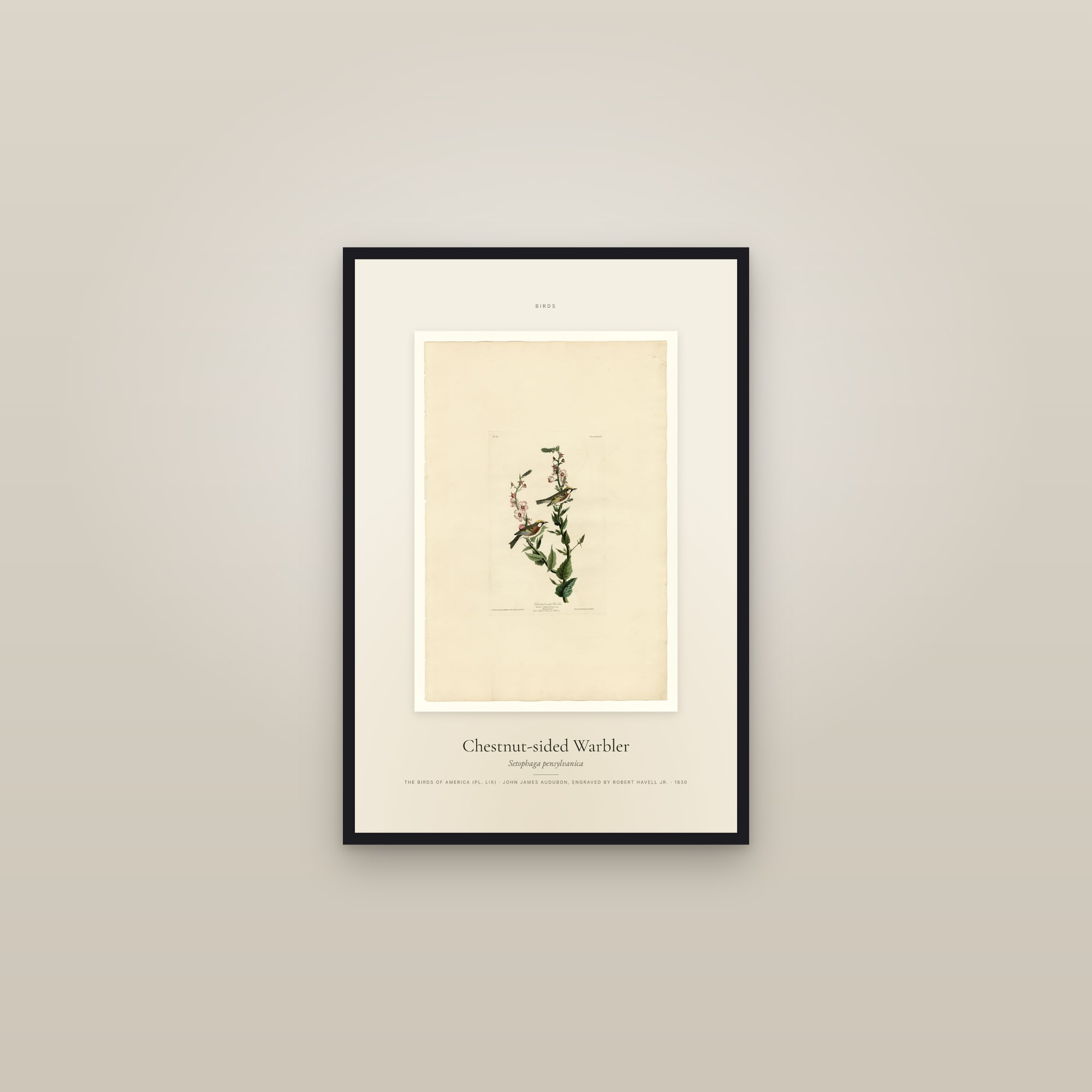 Chestnut-sided Warbler — Specimen — framed in a gallery setting