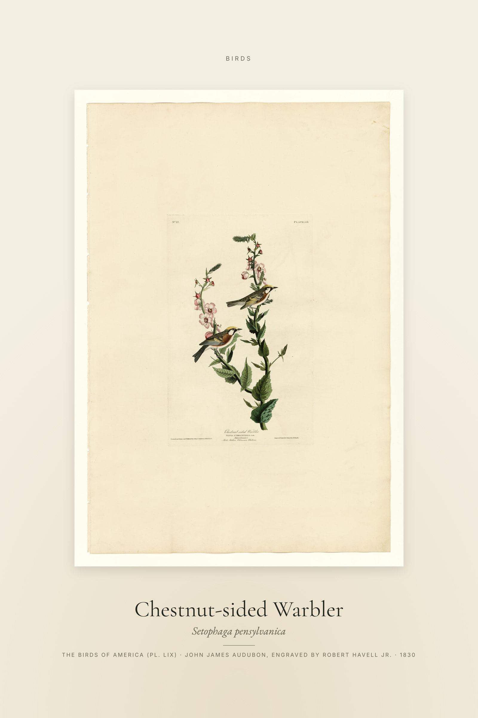 Chestnut-sided Warbler — Specimen