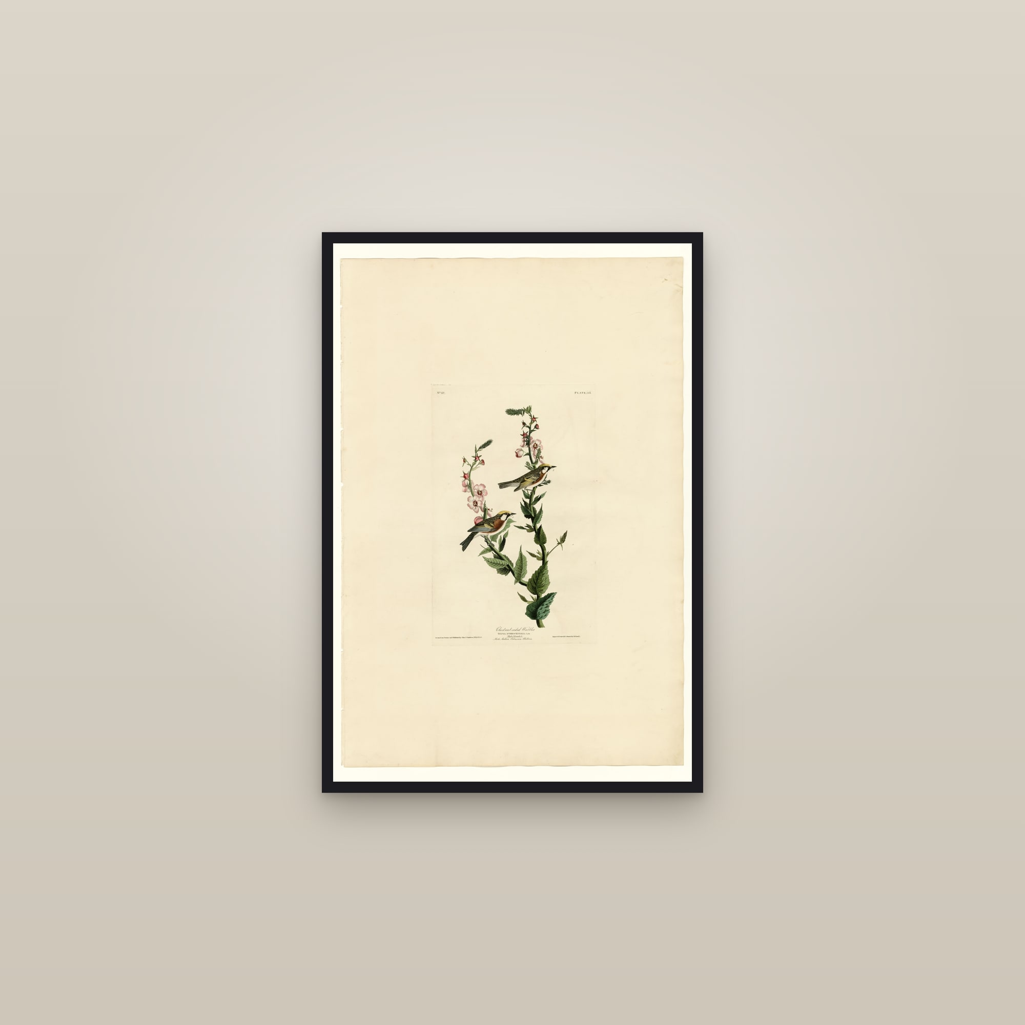 Chestnut-sided Warbler — framed in a gallery setting