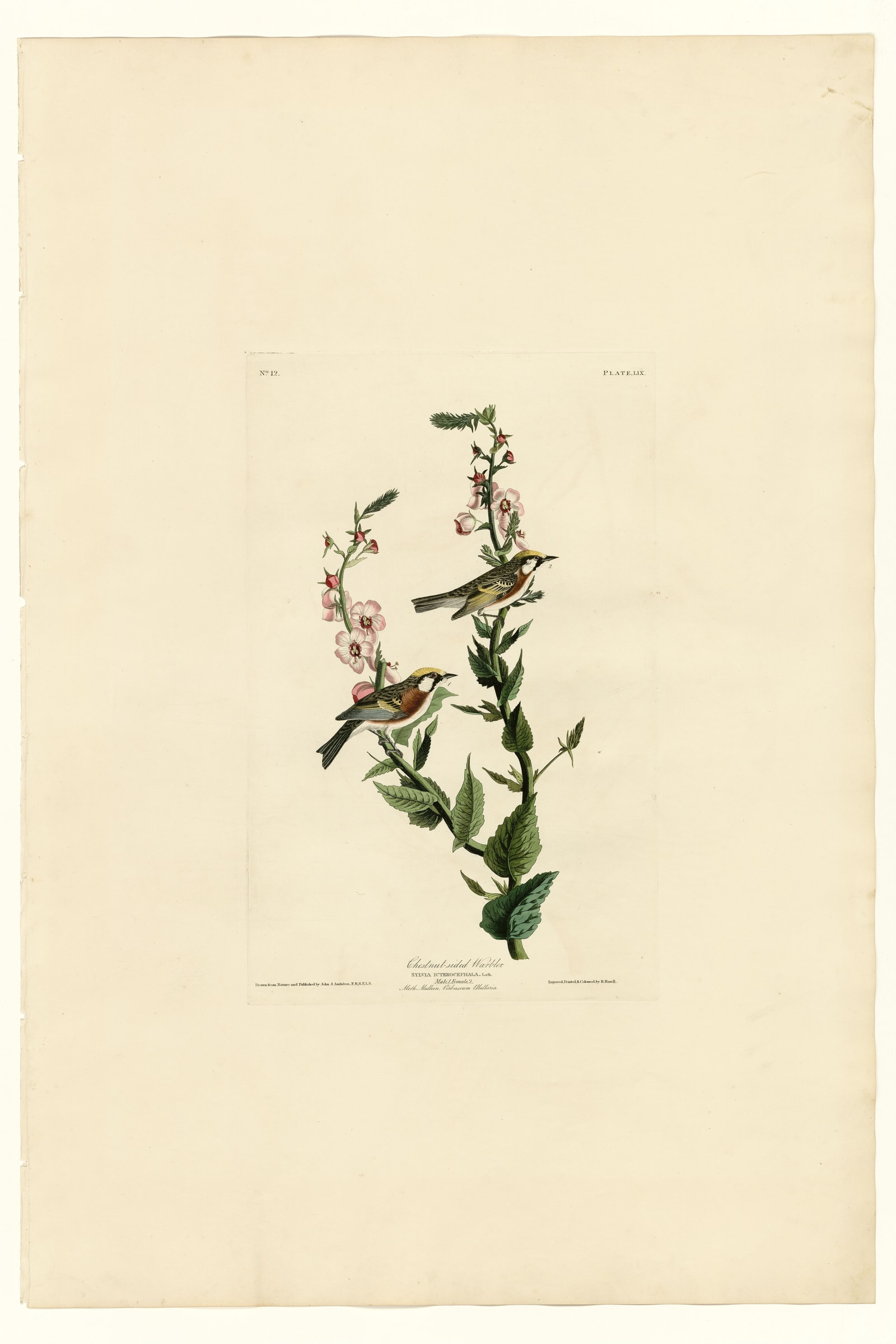 Chestnut-sided Warbler