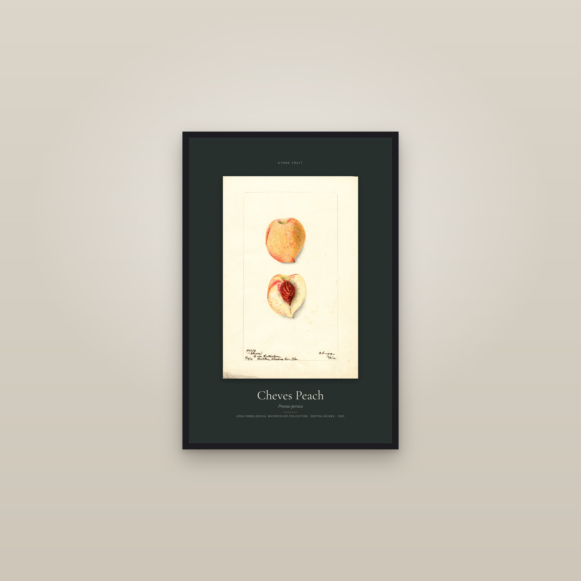 Cheves Peach — Specimen — framed in a gallery setting