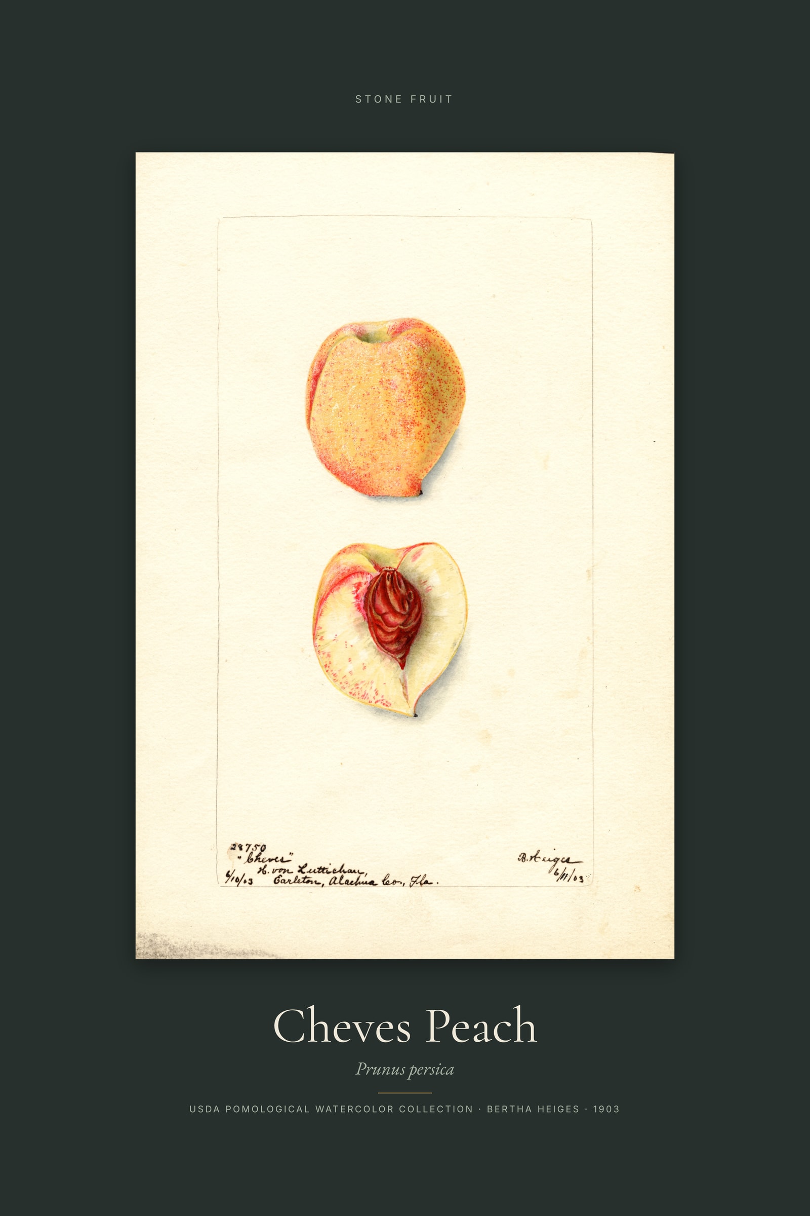Cheves Peach — Specimen