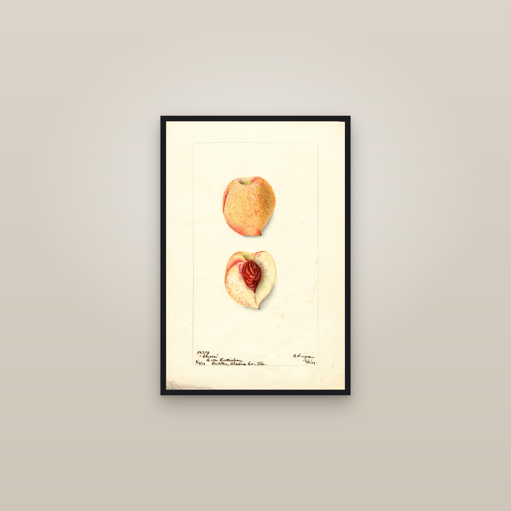 Cheves Peach — framed in a gallery setting