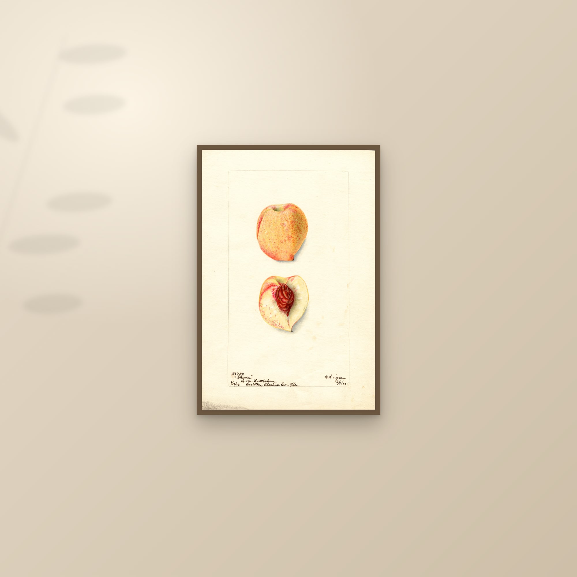 Cheves Peach — framed and styled on a sunlit wall