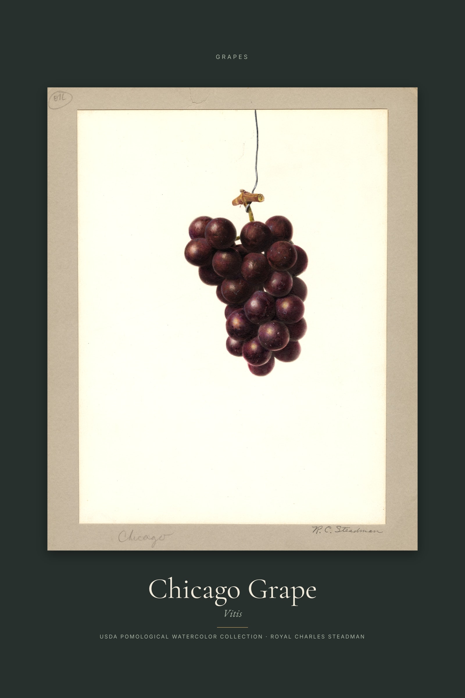 Chicago Grape — Specimen