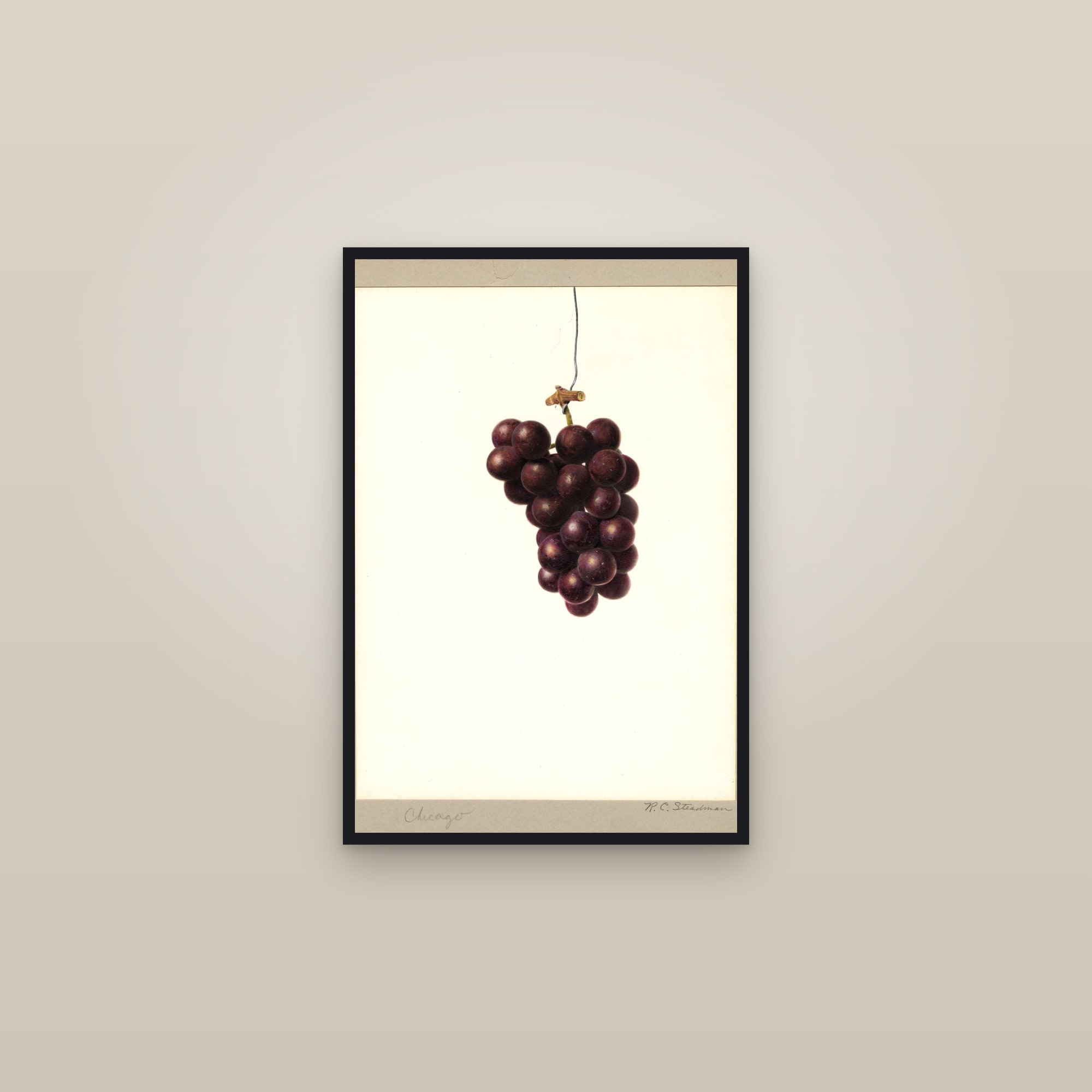 Chicago Grape — framed in a gallery setting