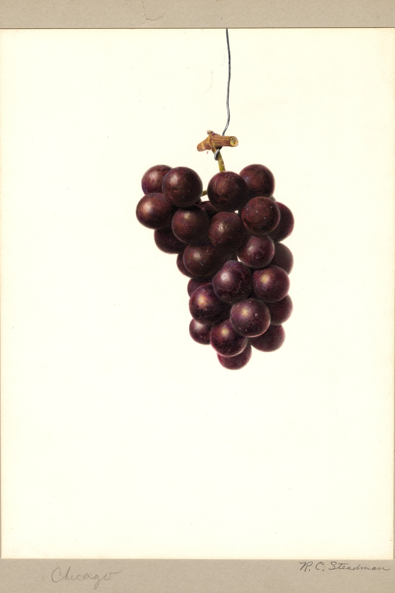 Chicago Grape