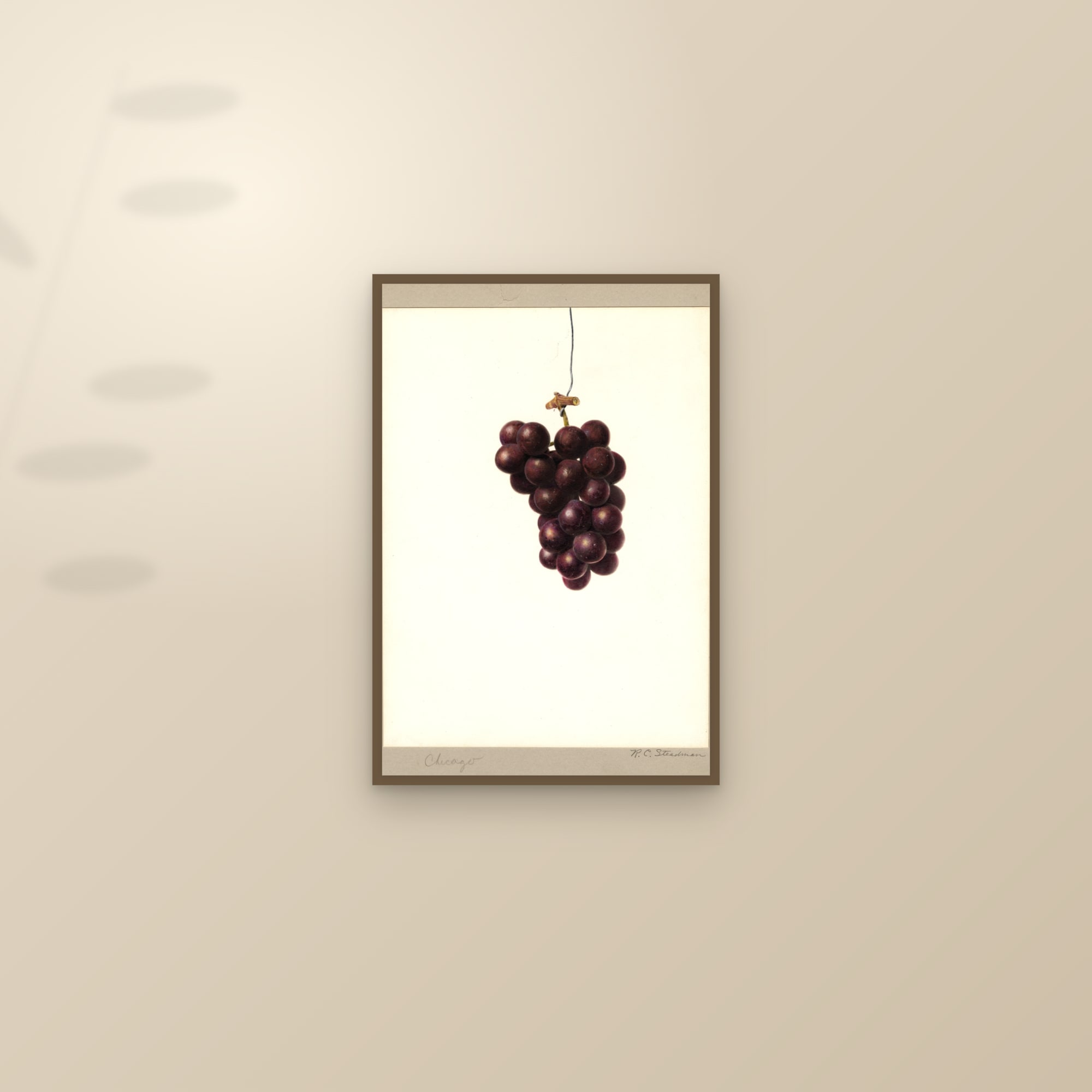 Chicago Grape — framed and styled on a sunlit wall