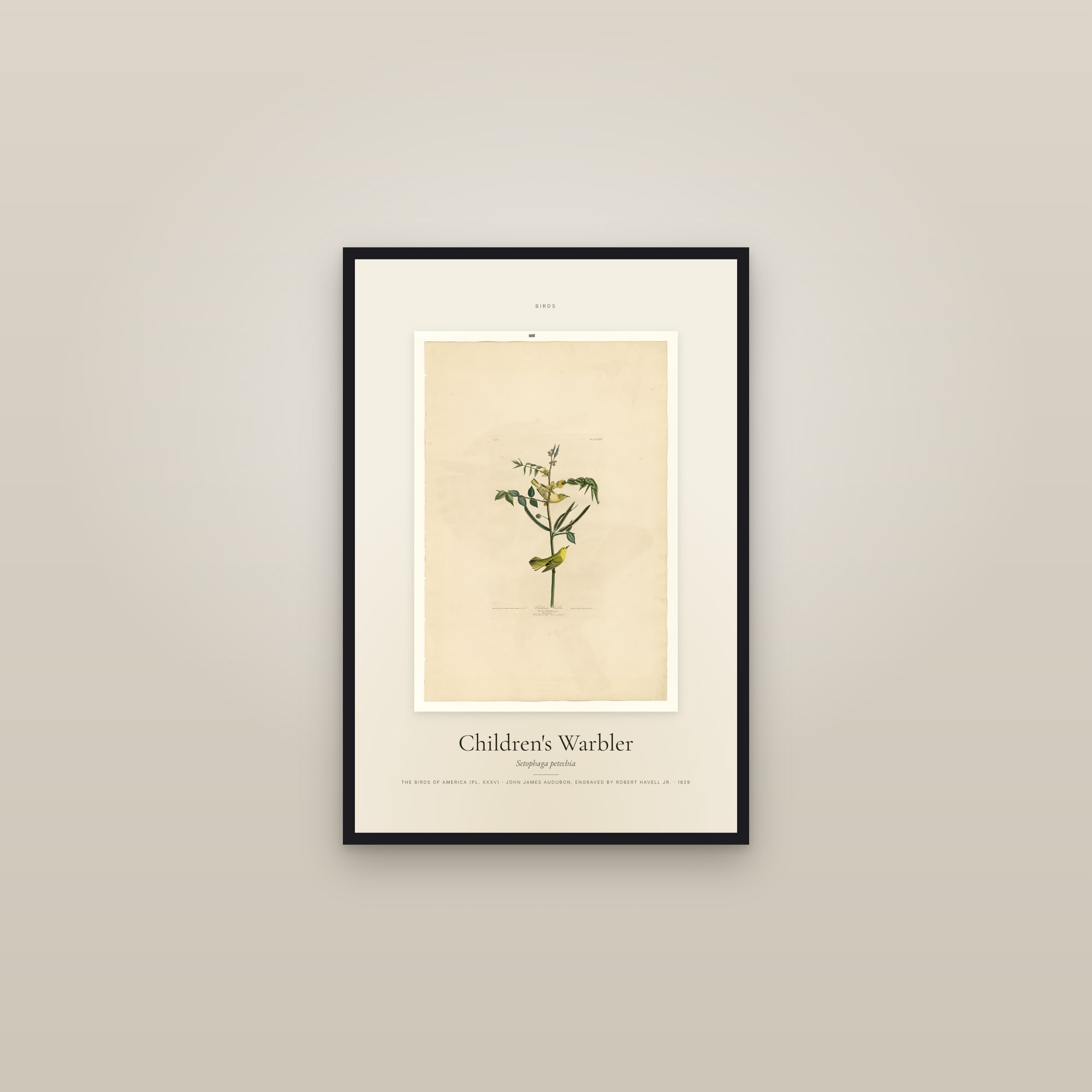 Children's Warbler — Specimen — framed in a gallery setting