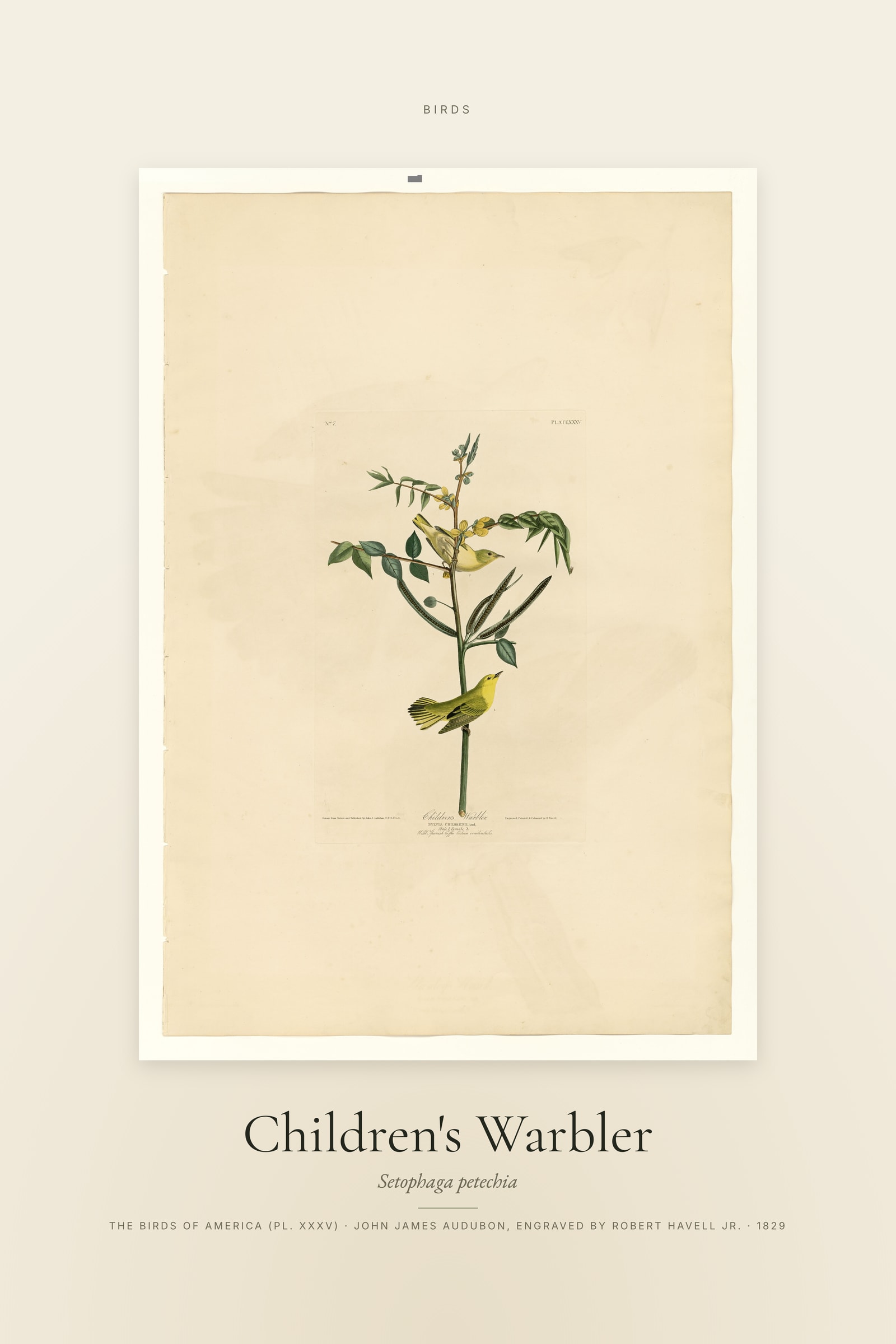 Children's Warbler — Specimen