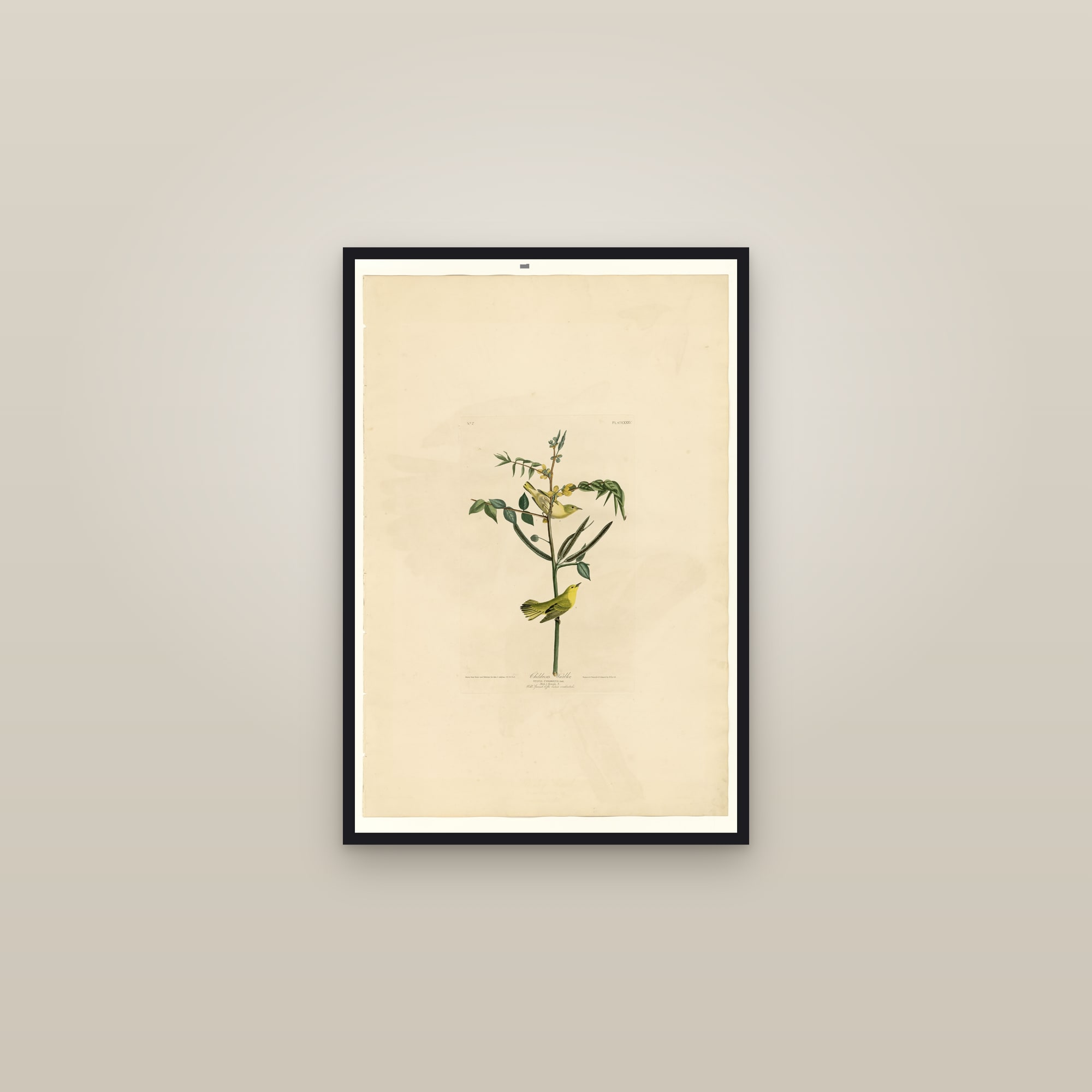 Children's Warbler — framed in a gallery setting